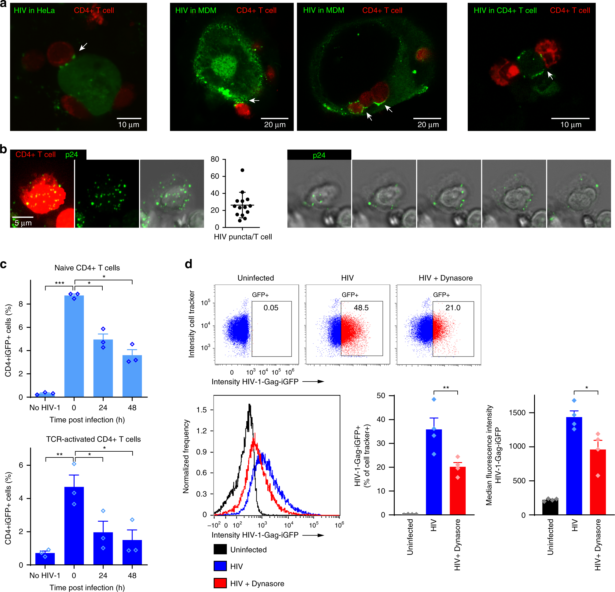Fig. 1: HIV-1 is endocytosed and degraded by CD4+ T cells.