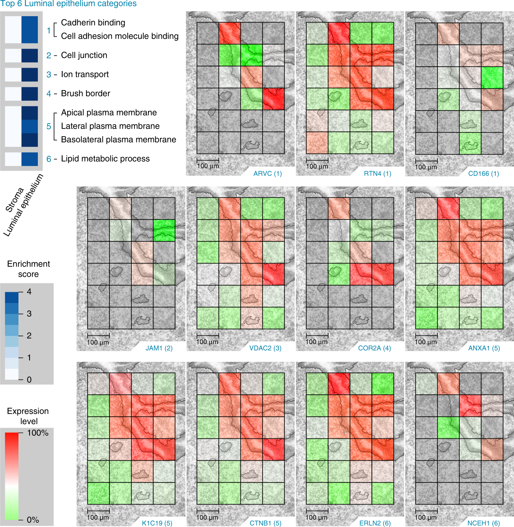 Fig. 4: The top six luminal epithelium (LE) Gene Ontology categories (top, left) enriched in the statistically significant (Tukey-adjusted ANOVA or a Holm-adjusted g test, p value <0.05) proteins from the dominant cell population study and the corresponding protein images.