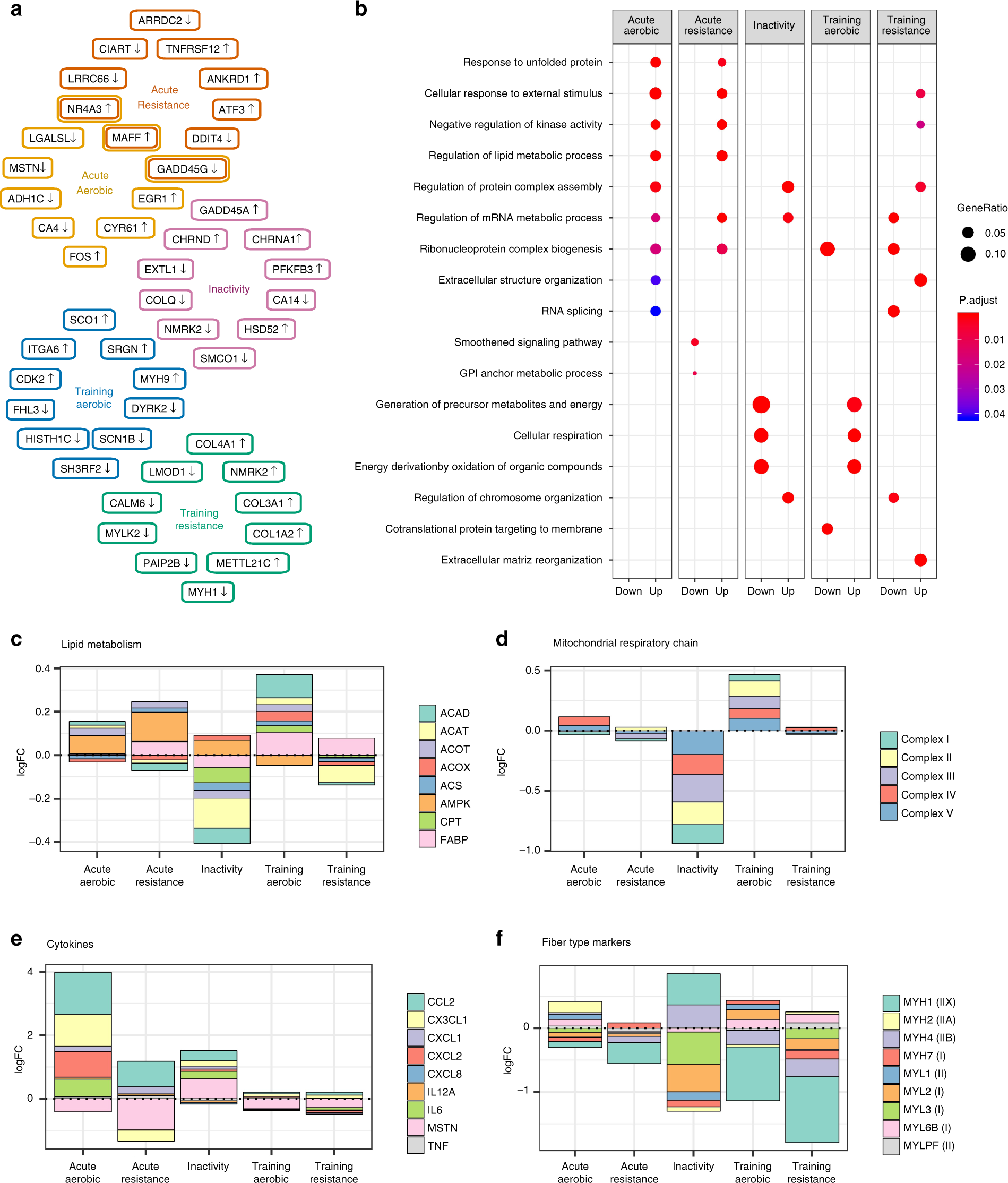 Fig. 3: Genes and pathways altered by exercise and inactivity.