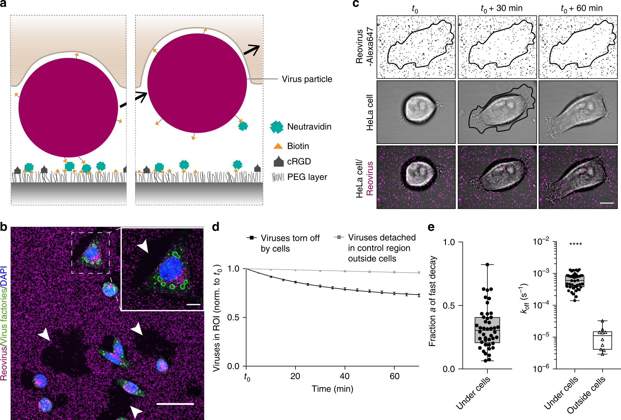 Fig. 2: Forces during virus uptake from the ventral cell side exceed biotin-neutravidin unbinding force.