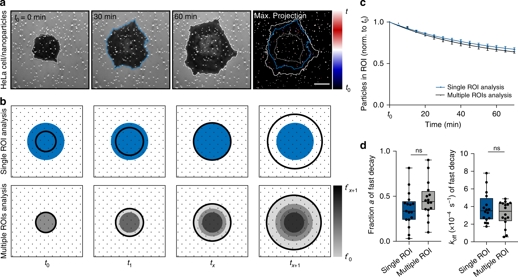 Fig. 3: Kinetic analysis of removal of surface-bound particles shows spatial preference for cell periphery.
