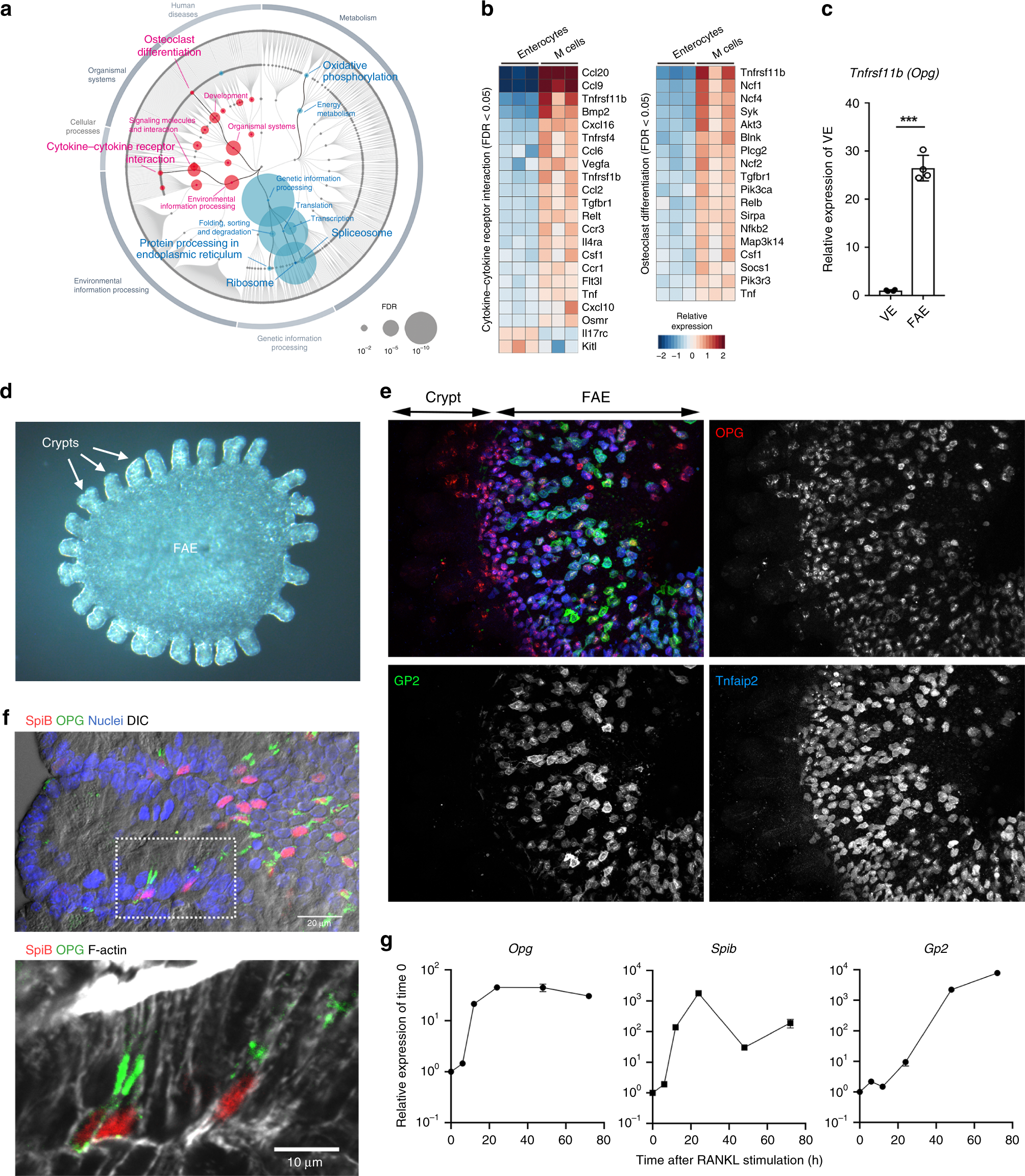 Osteoprotegerin-dependent M cell self-regulation balances gut infection and  immunity Nature Communications