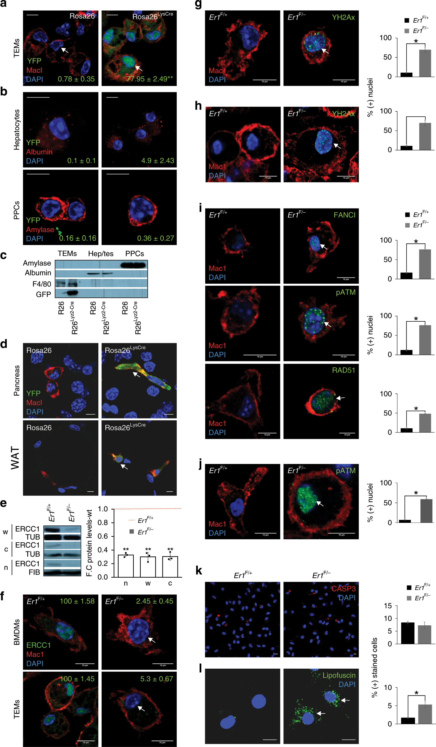 Tissue-infiltrating macrophages mediate an exosome-based metabolic  reprogramming upon DNA damage | Nature Communications