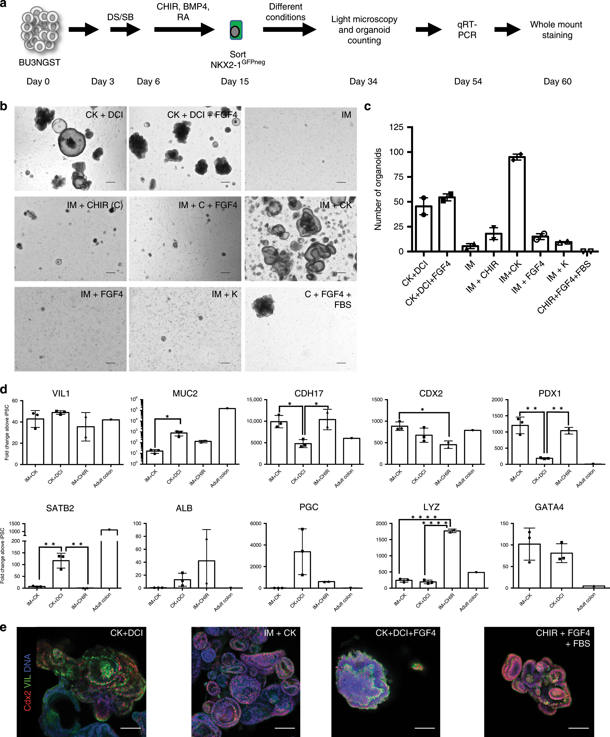 Fig. 3: Proximal small intestinal specification following dual-smad inhibition.