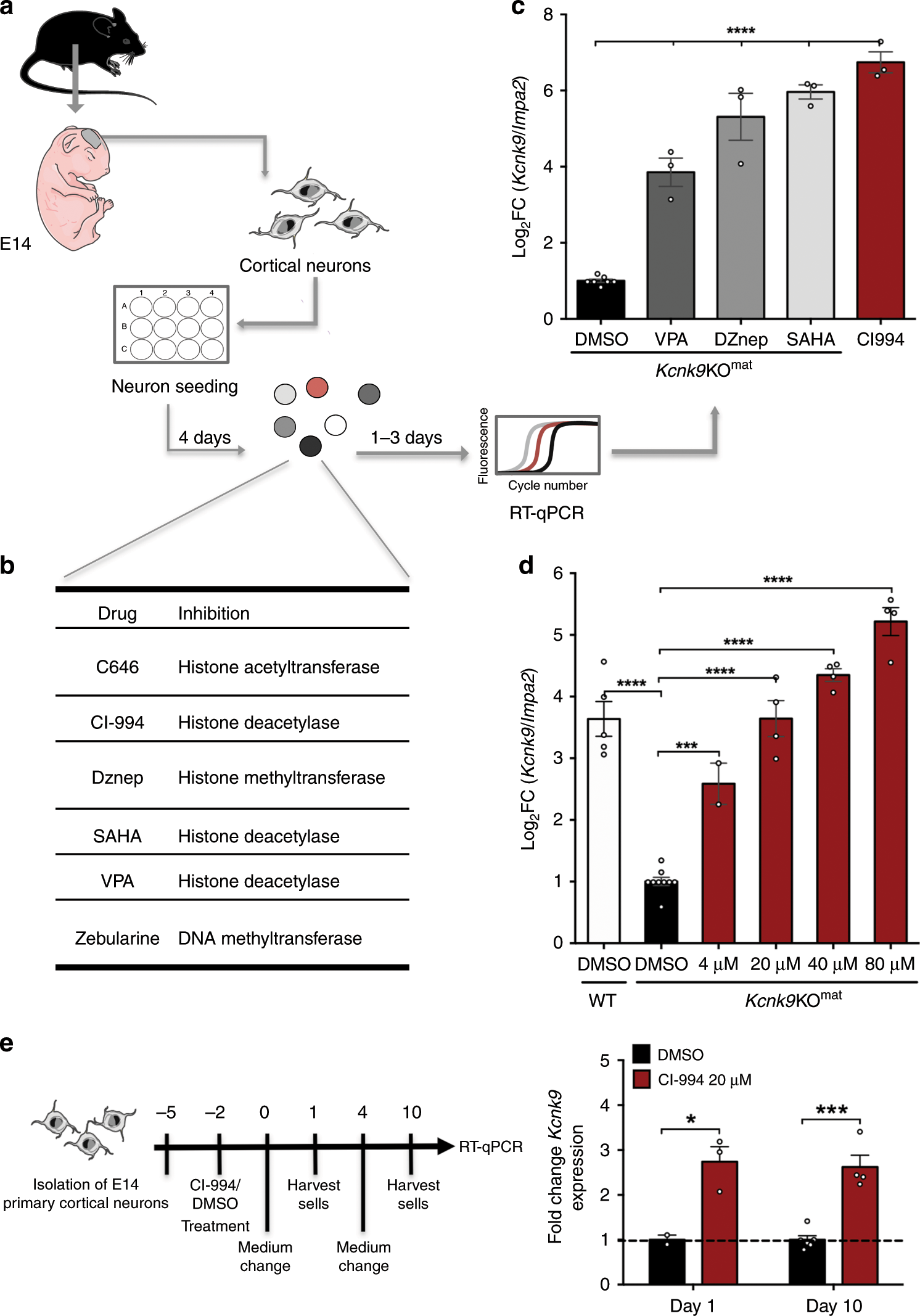 Fig. 4: Identification of epigenetic modulators upregulating Kcnk9pat expression in mPCNs.