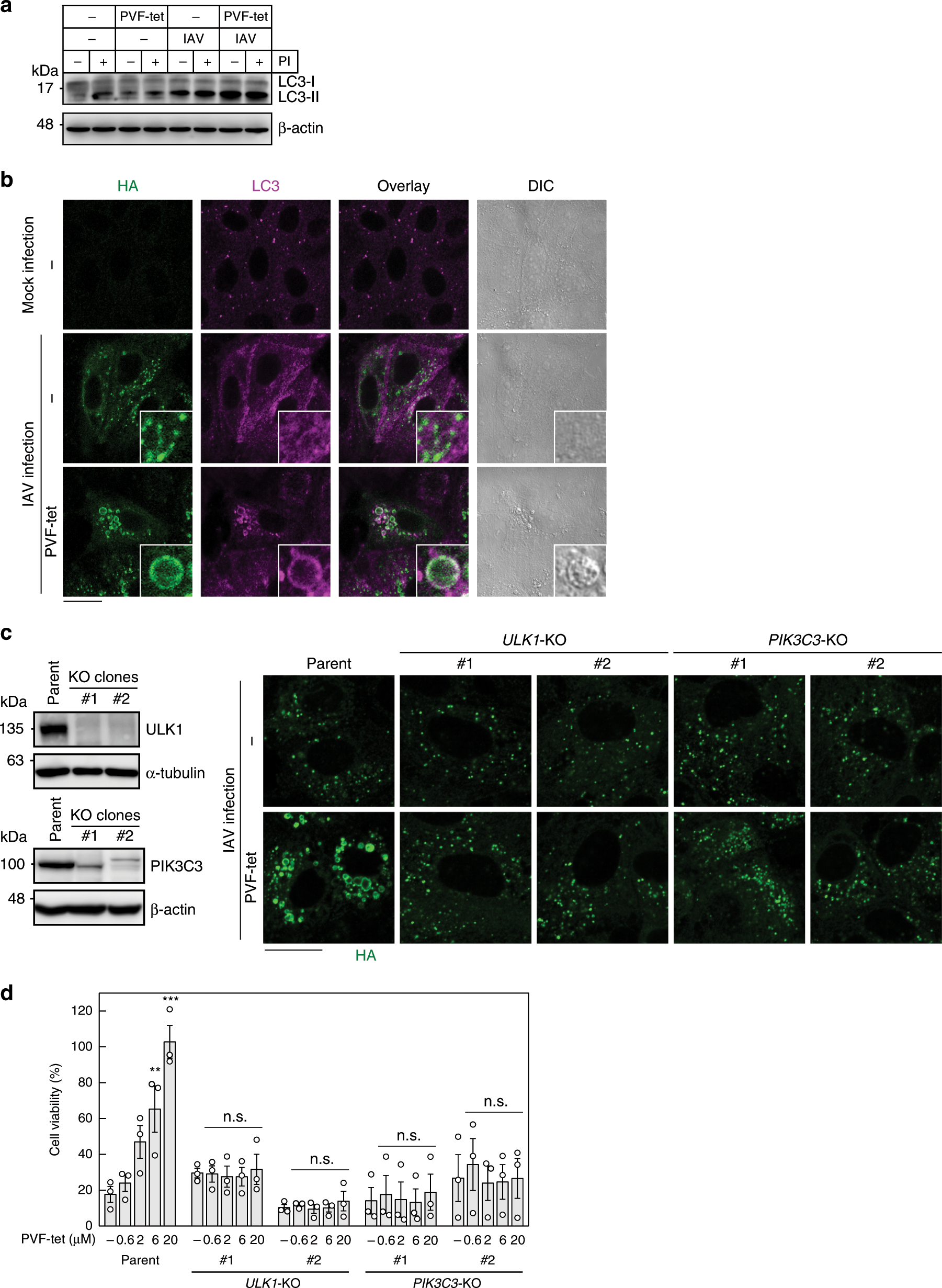 Fig. 6: The HA-containing structures can be classified as amphisomes.
