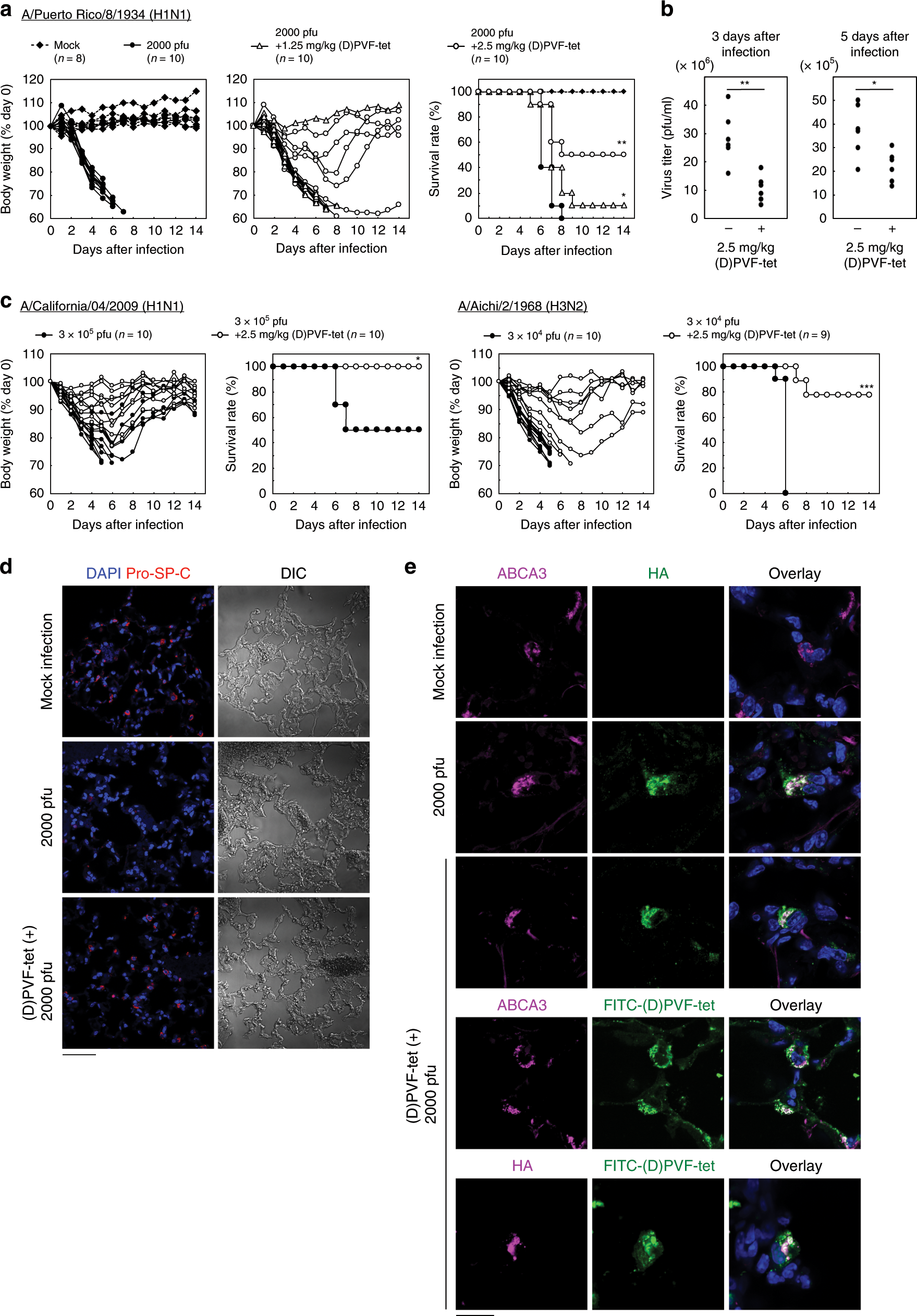 Fig. 7: (D)PVF-tet rescues mice from the lethality of IAV infection by specifically targeting AT-II cells.