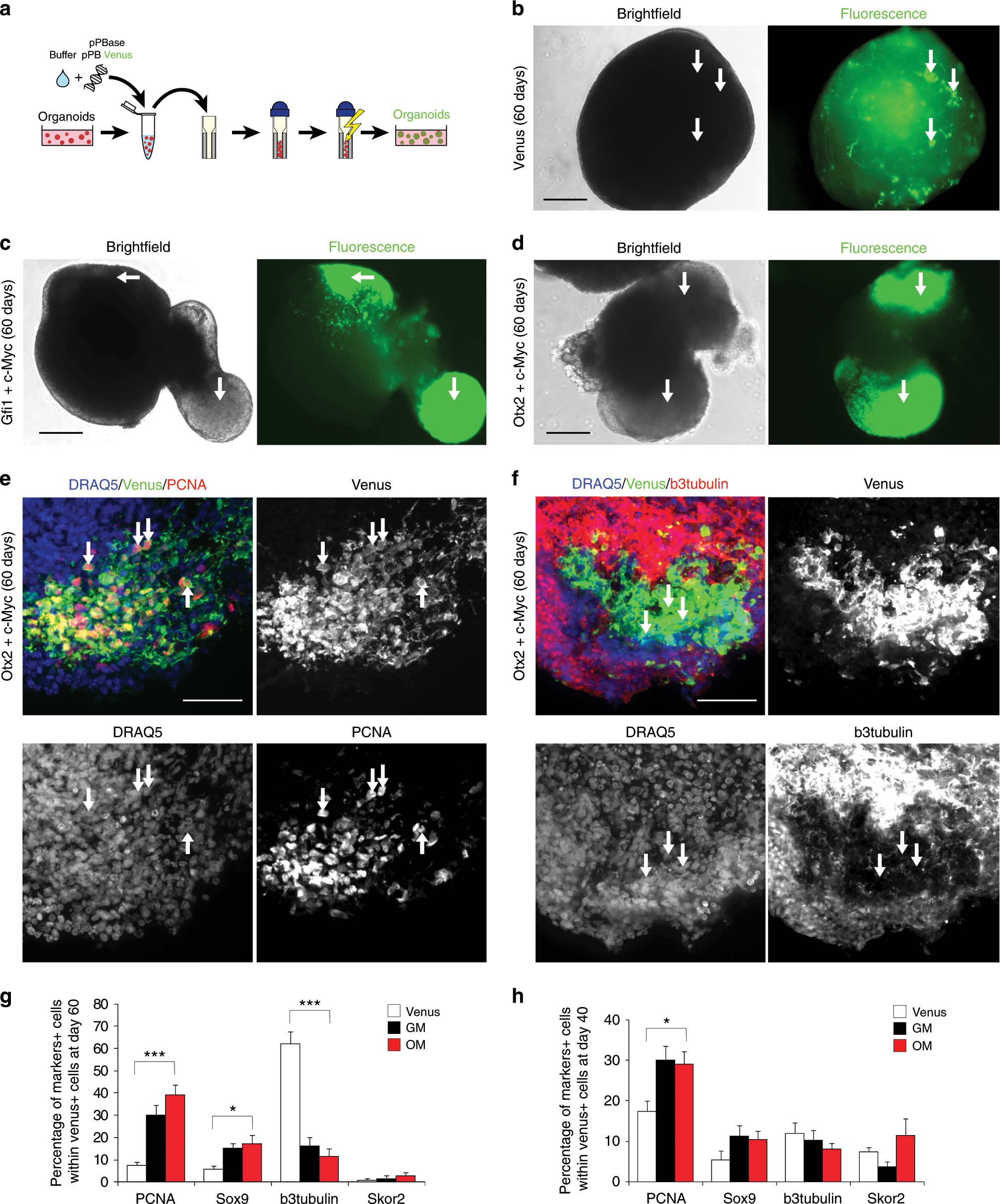 Fig. 4: Cerebellar organoids electroporation with Gfi1/c-MYC and Otx2/c-MYC induces overproliferation.