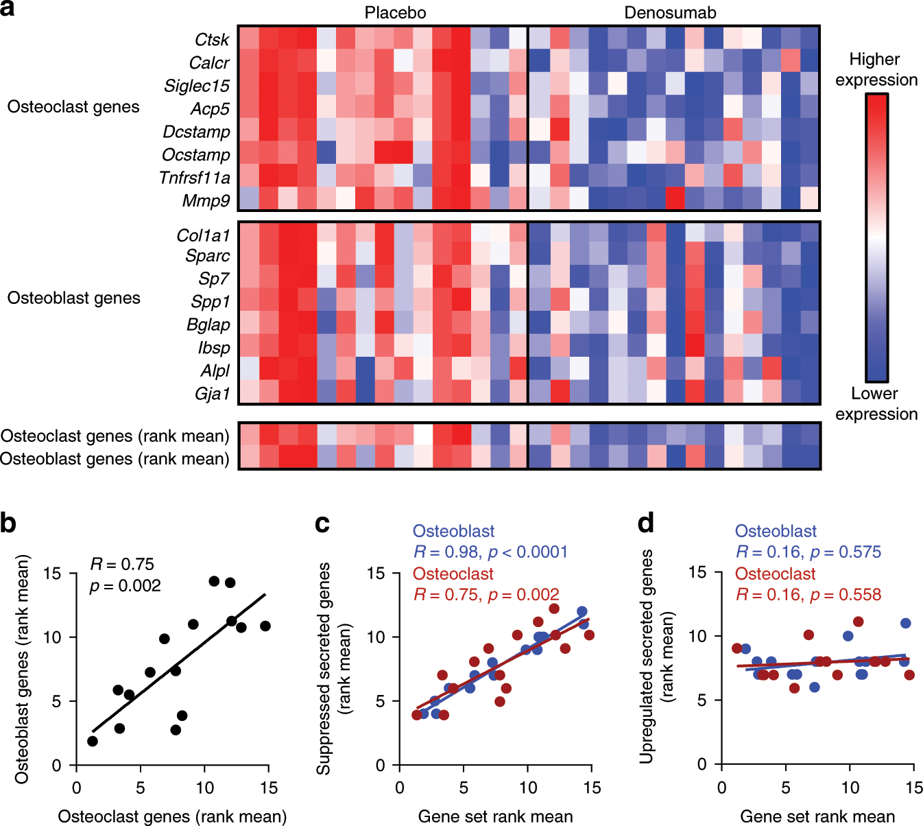 Fig. 2: Correlation of osteoclast and osteoblast genes and secreted factors altered by DMAb.