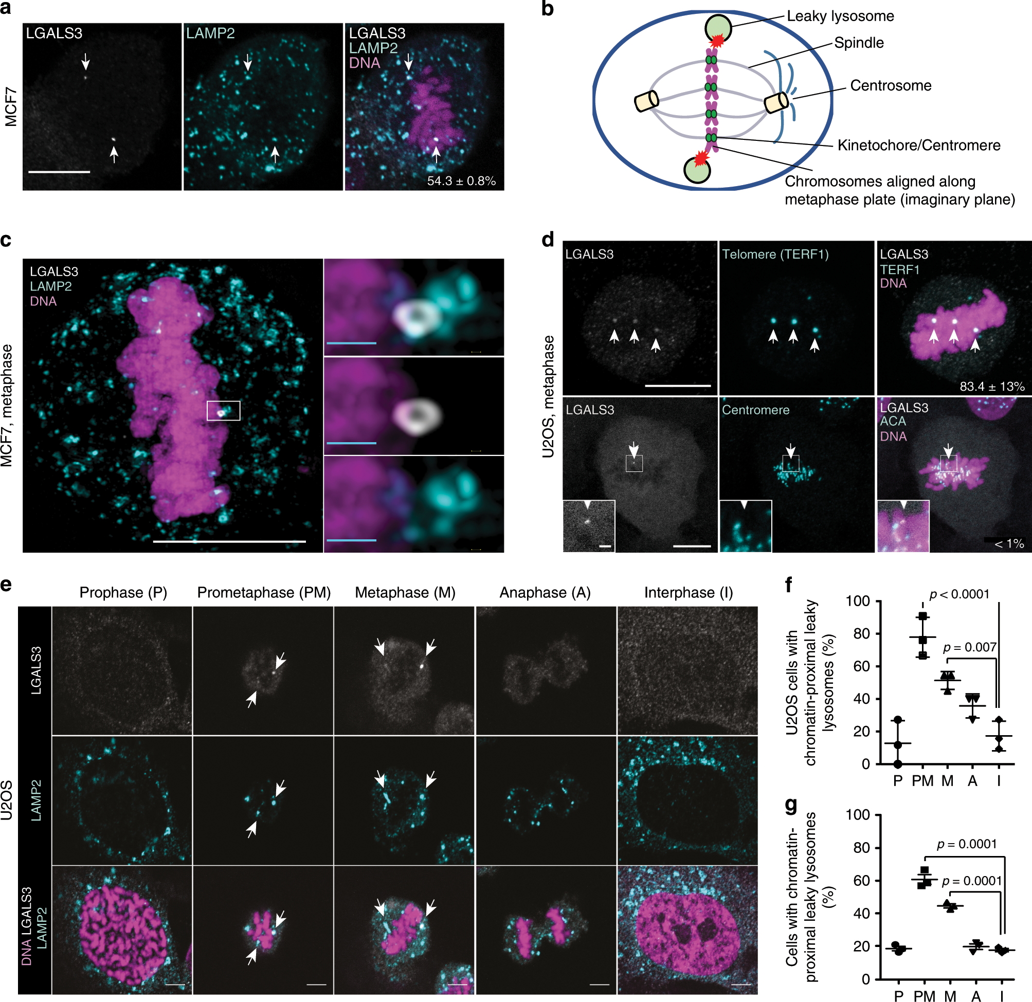 Spatially and temporally defined lysosomal leakage facilitates mitotic  chromosome segregation | Nature Communications