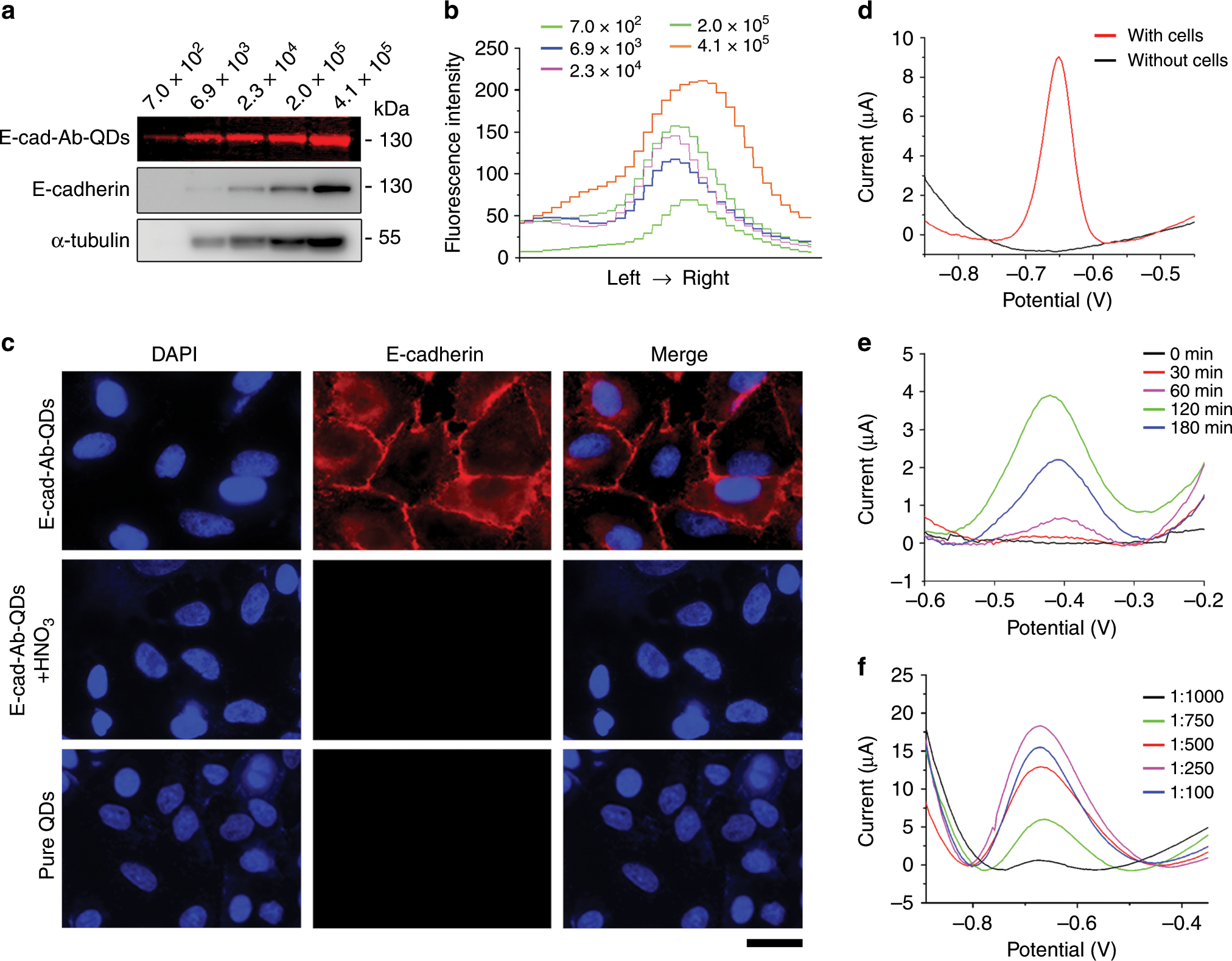 Fig. 3: Specificity and sensitivity of the prepared probe.