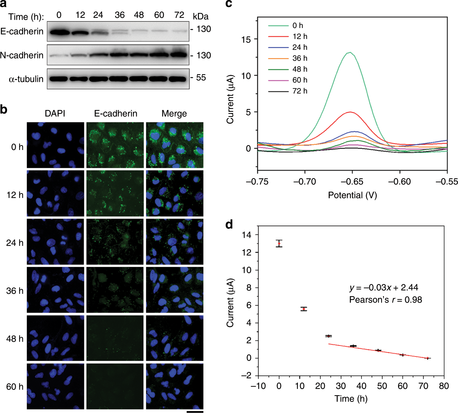 Fig. 5: Detection of different EMT stages with the electrochemical biosensor.