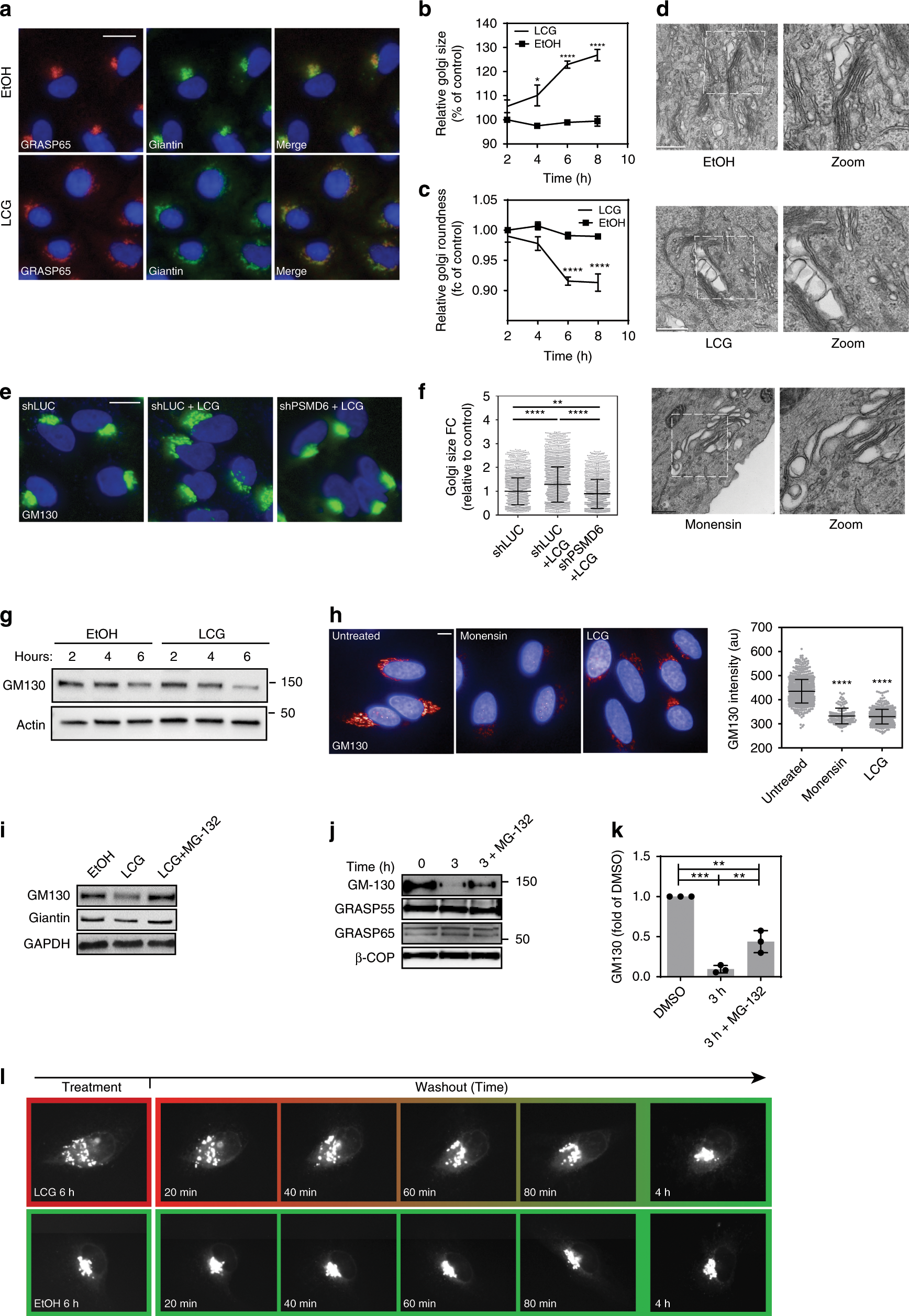 Fig. 2: The 26S proteasome is required for dispersal of the Golgi apparatus.