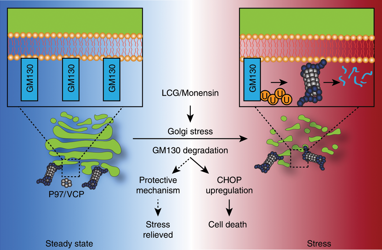 Fig. 7: Golgi organization is regulated by proteasomal degradation.