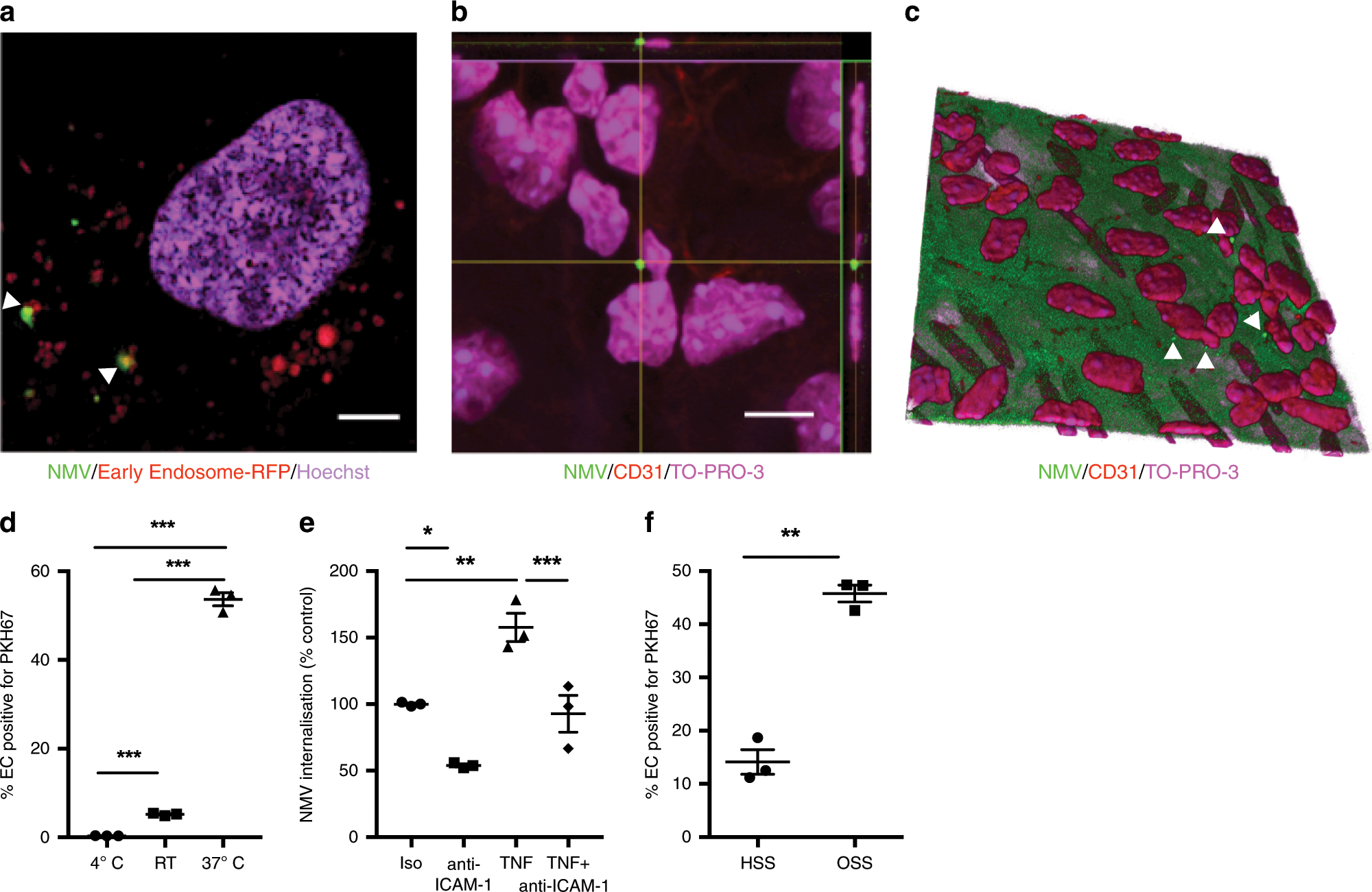 Fig. 5: NMV internalisation by endothelial cells.