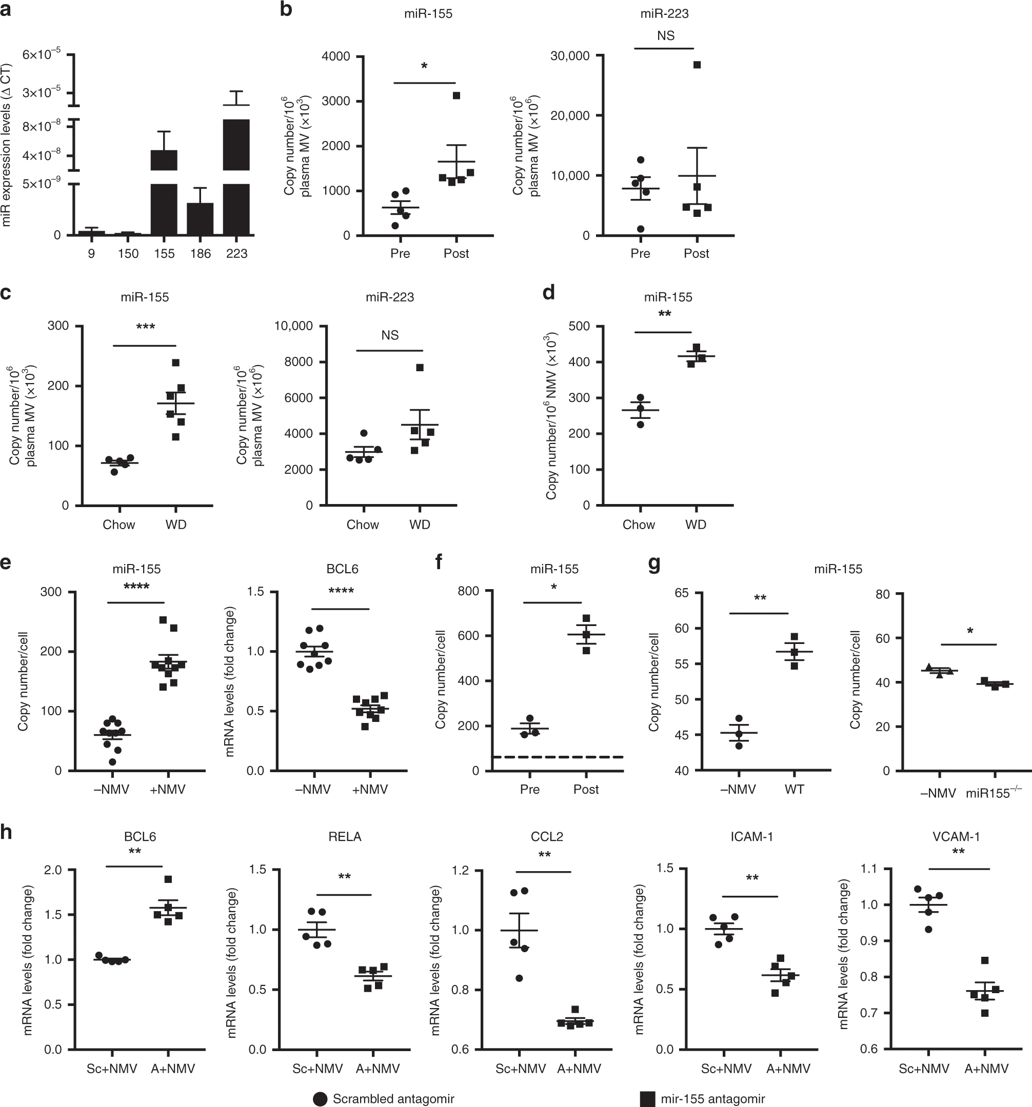 Fig. 6: NMVs contain miRNAs that are delivered to HCAEC and alter gene expression.