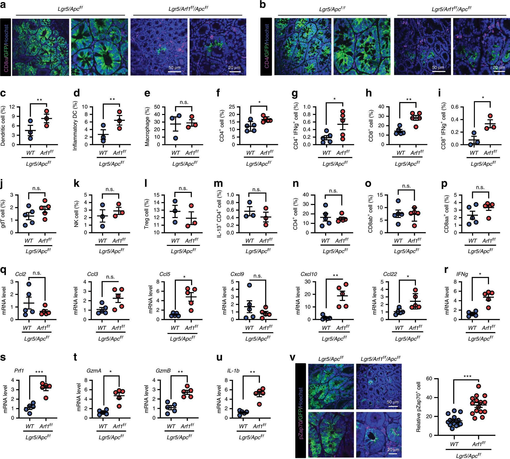 Fig. 2: Arf1 ablation induces the infiltration and activation of immune cells in Lgr5/Apc mice.