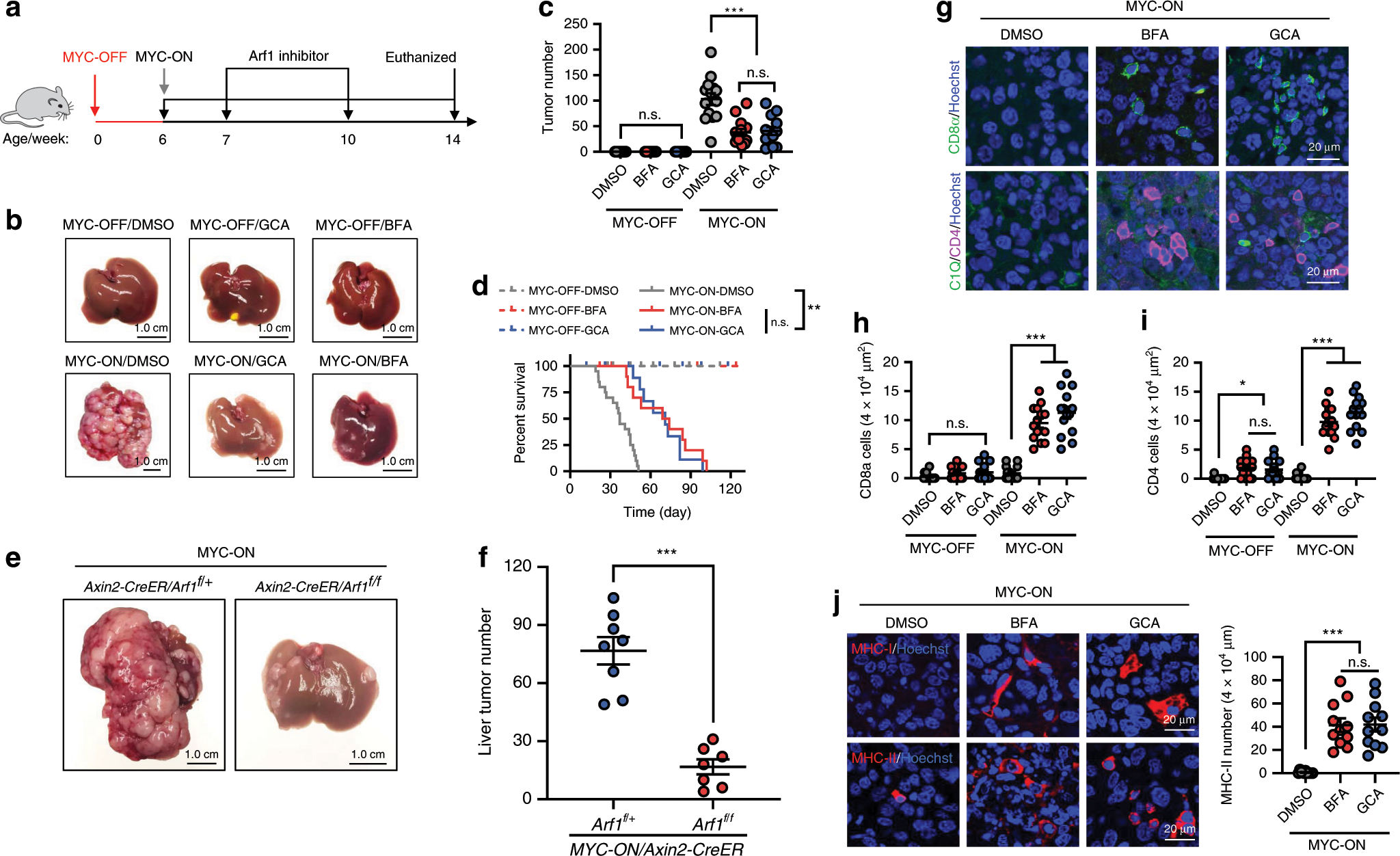 Fig. 3: Arf1 inhibition induces anti-tumor immune responses in MYC-ON liver tumor mice.