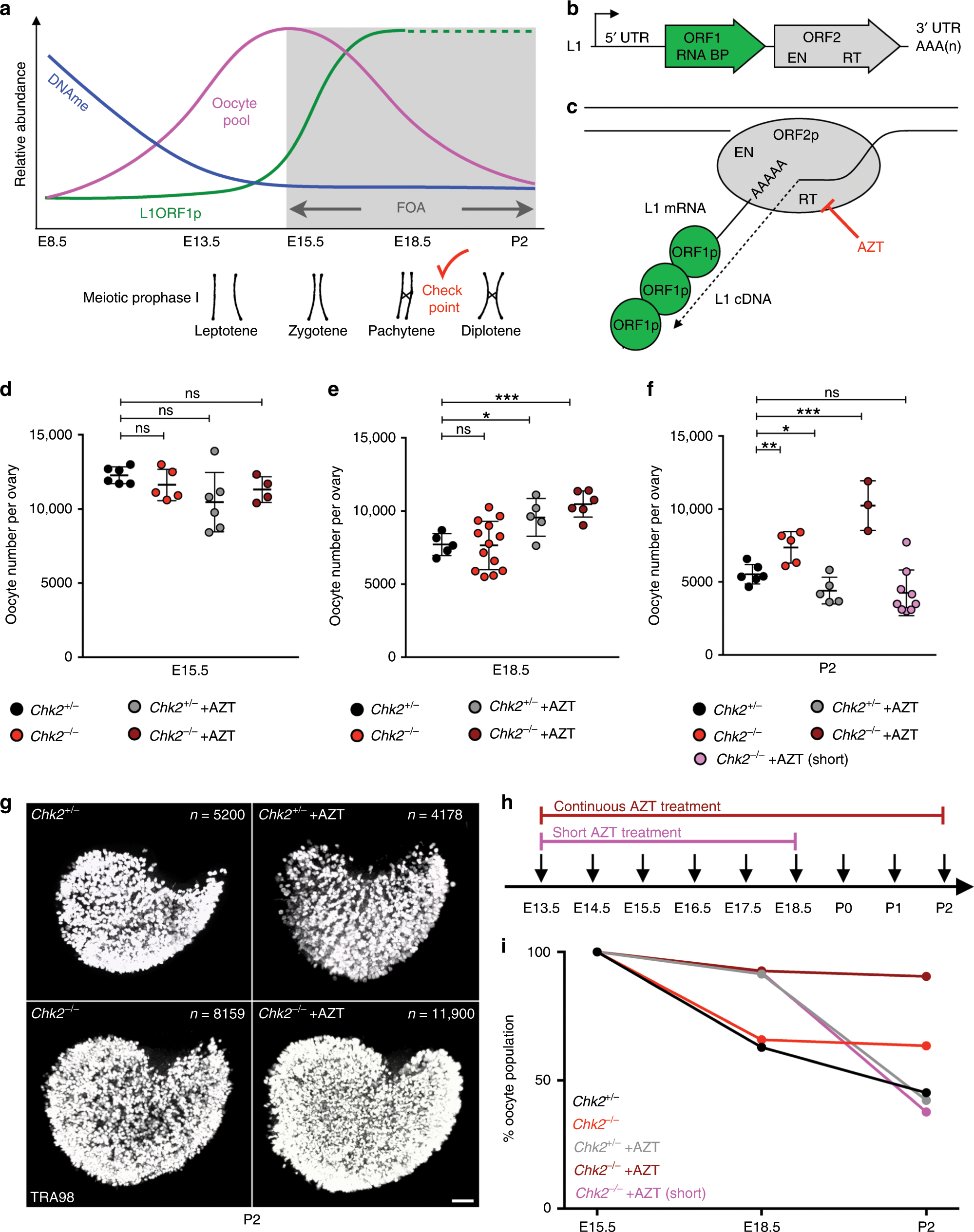 Maximizing the ovarian reserve in mice by evading LINE-1 genotoxicity |  Nature Communications