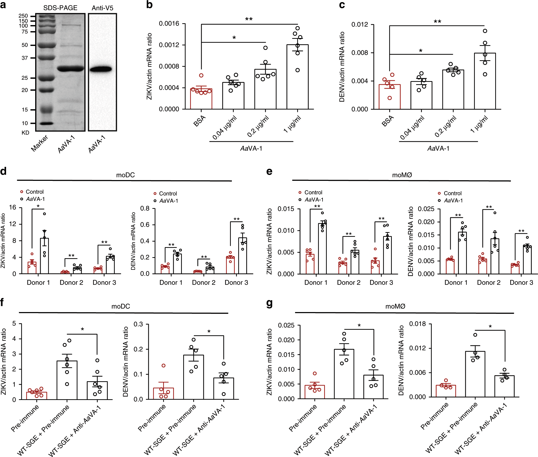 Fig. 2: AaVA-1 promotes flaviviral infection in human monocyte-lineage cells.