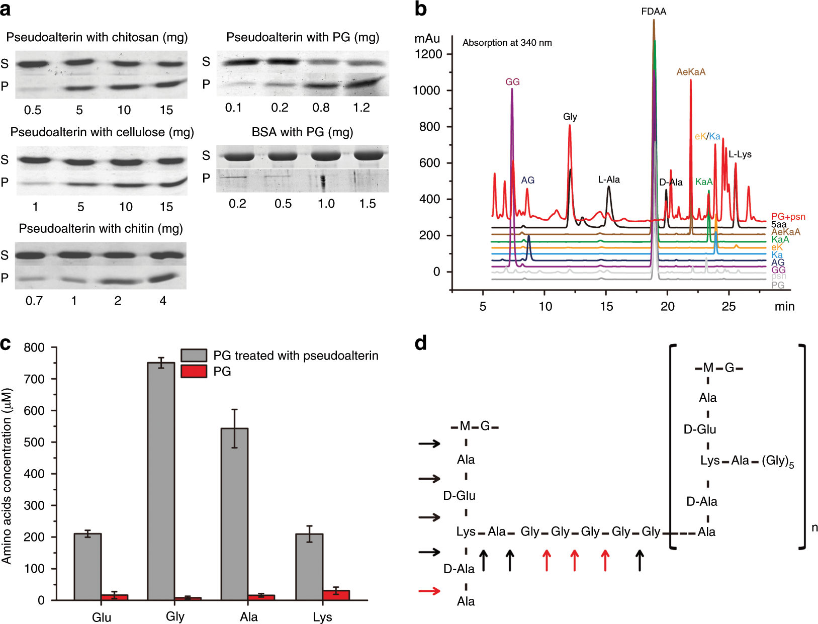 Fig. 5: PG binding and degradation by pseudoalterin.