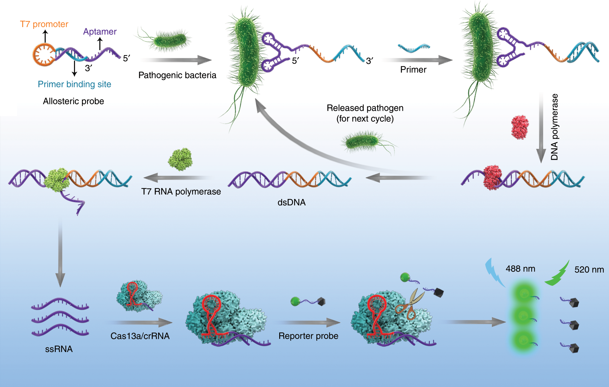 Sensitive detection of a bacterial pathogen using allosteric probe