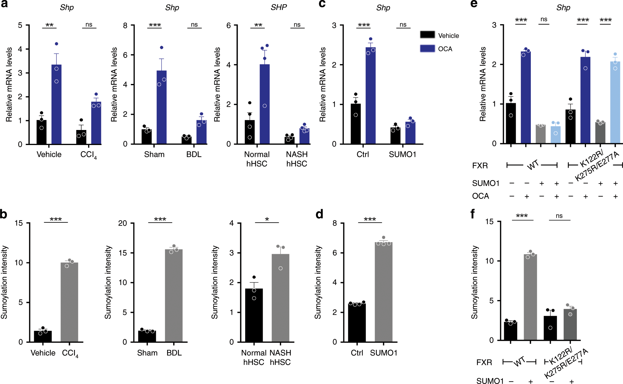 Fig. 4: Elevated SUMOylation of FXR in activated HSCs represses its transcriptional activity.
