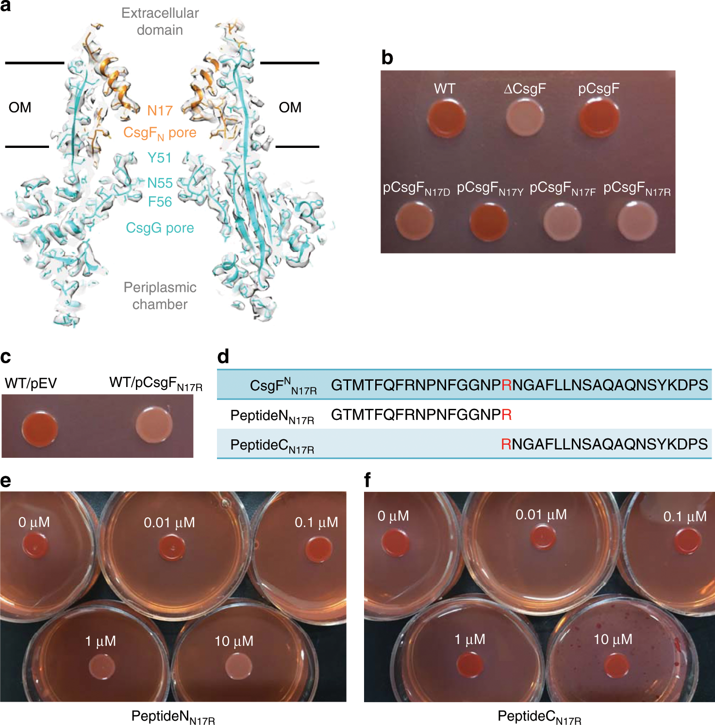 Fig. 2: Dual-pore structure of CsgFG complex and analysis of peptide inhibition.