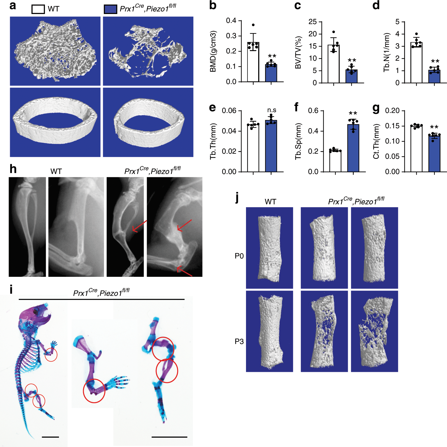 Mechanical sensing protein PIEZO1 regulates bone homeostasis via  osteoblast-osteoclast crosstalk | Nature Communications