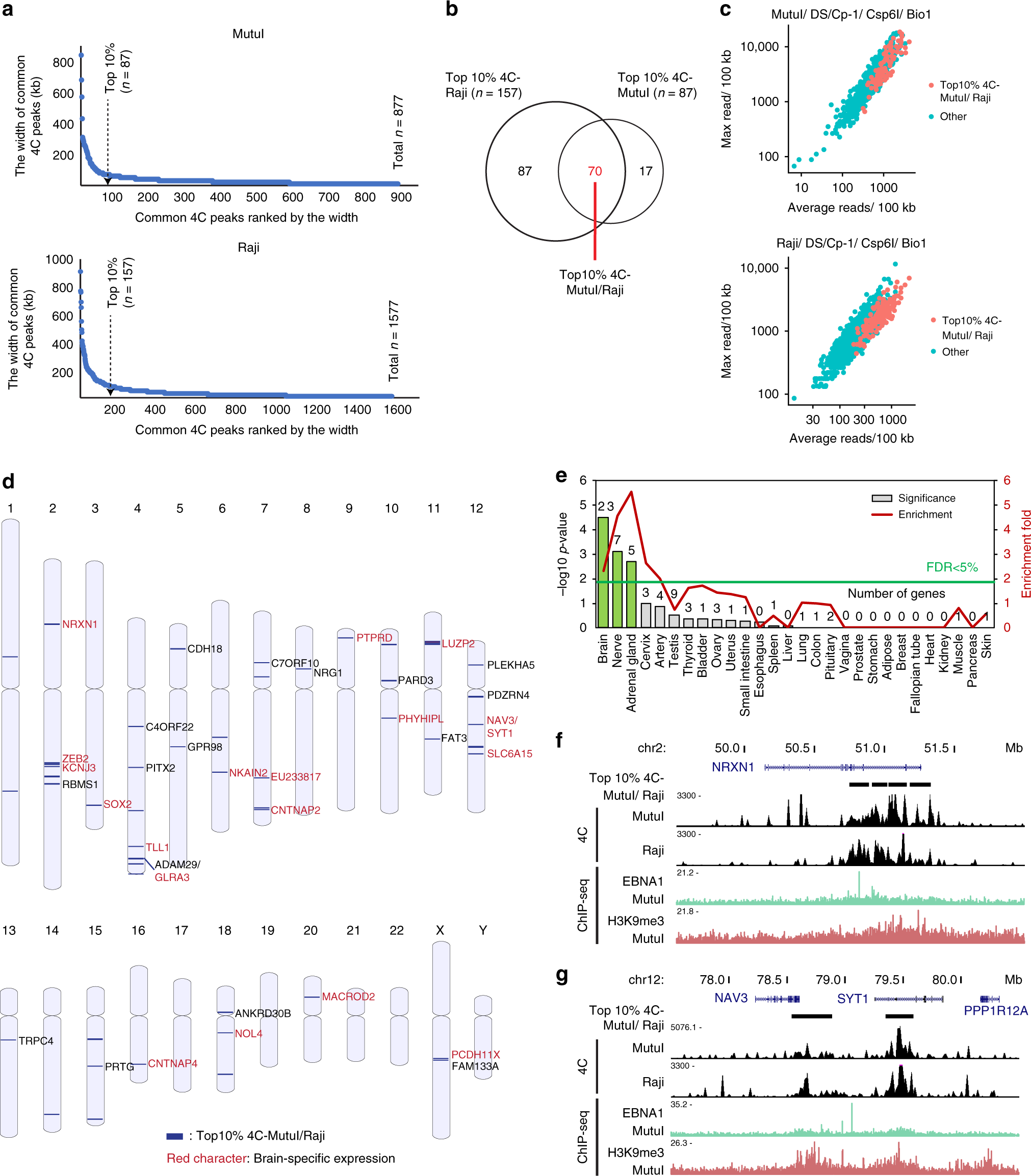 Fig. 5: High-frequency EBV tethering at transcriptionally silent neuronal genes.