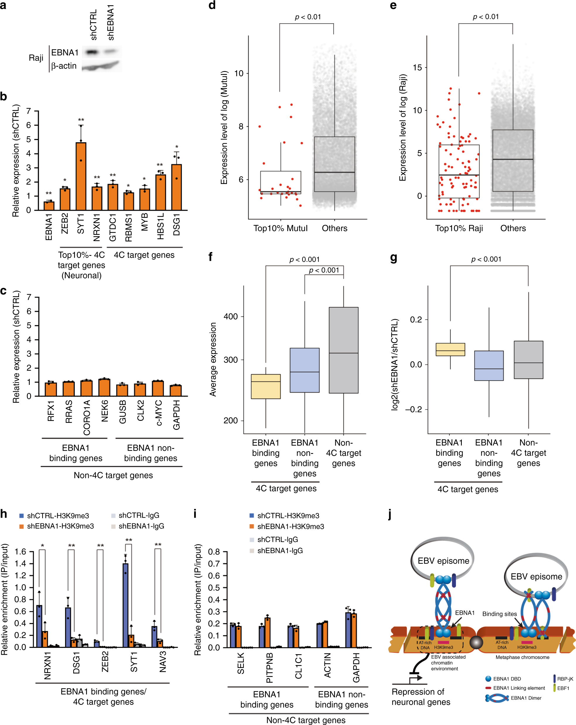 Fig. 6: EBNA1-dependent transcriptional repression of host genes at EBV docking sites.