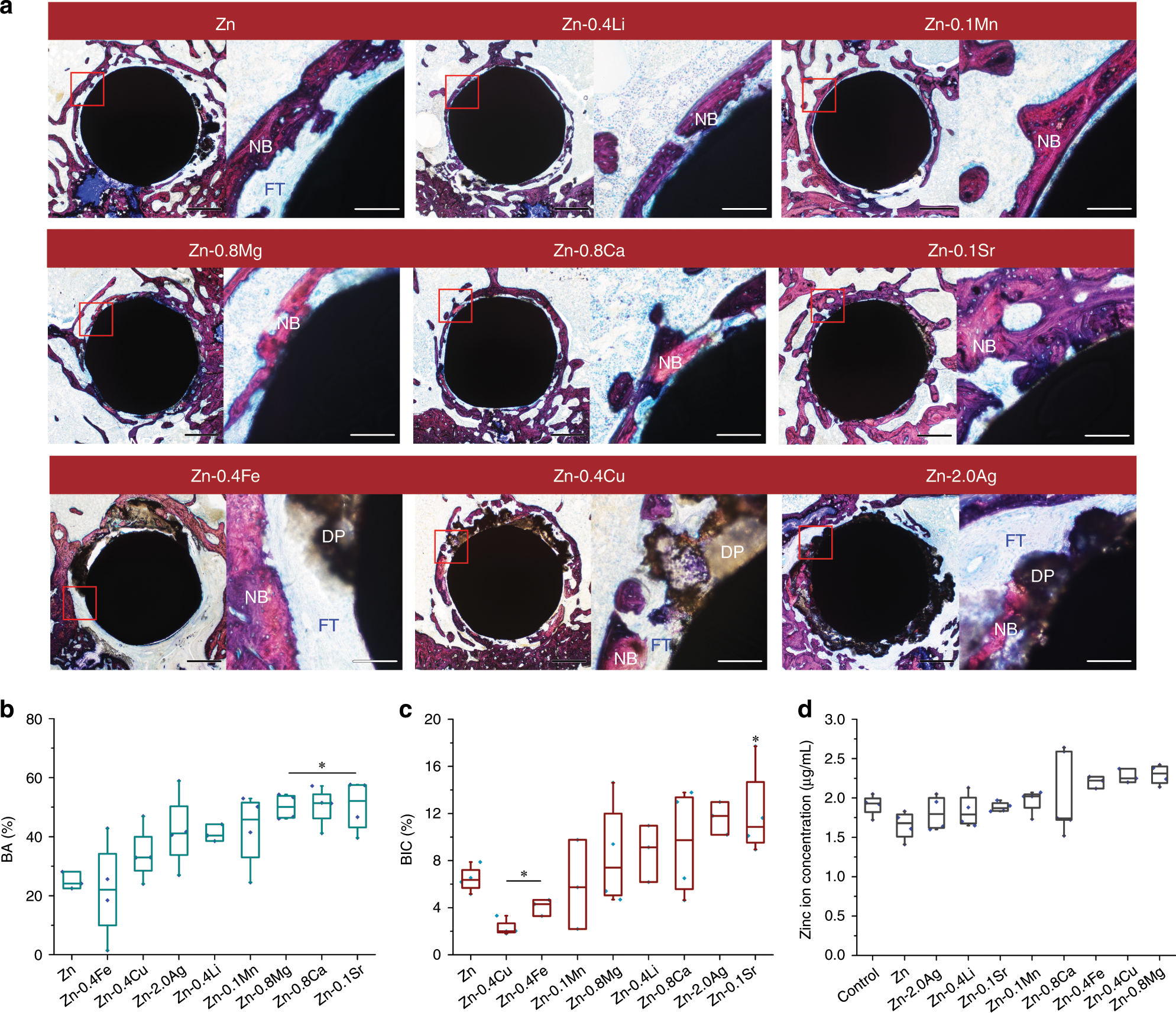 Fig. 7: Histological analysis on osteogenesis and osseointegration at 8 weeks.