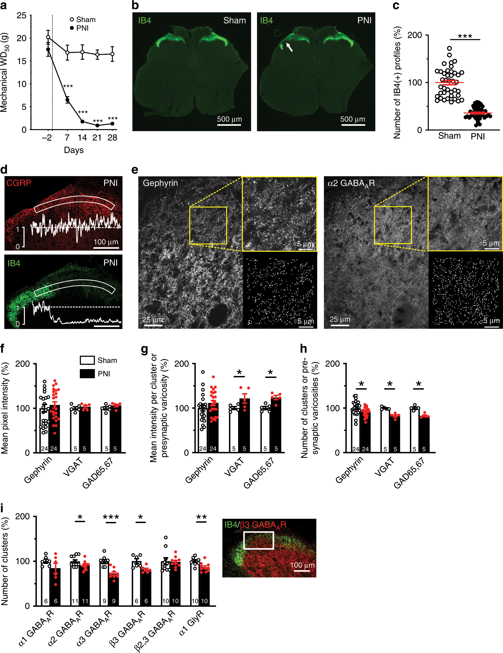 Fig. 1: Peripheral nerve injury (PNI) causes a loss of inhibitory synapses.