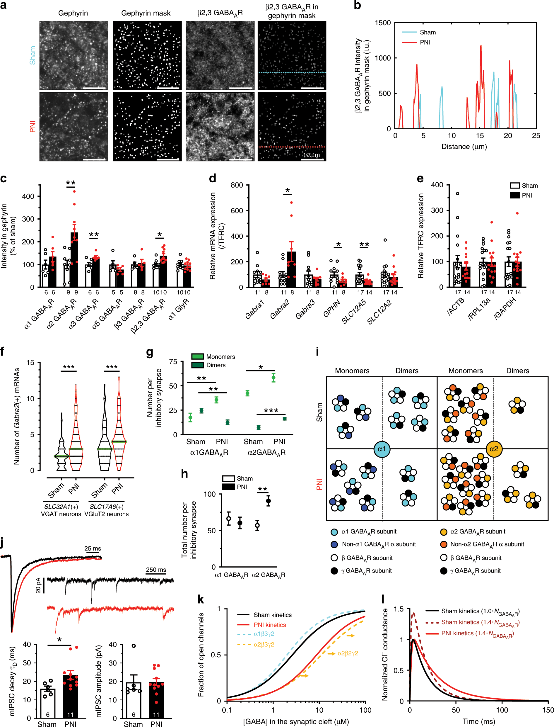 Fig. 2: Postsynaptic scaling and GABAAR subunit switch after peripheral nerve injury (PNI).