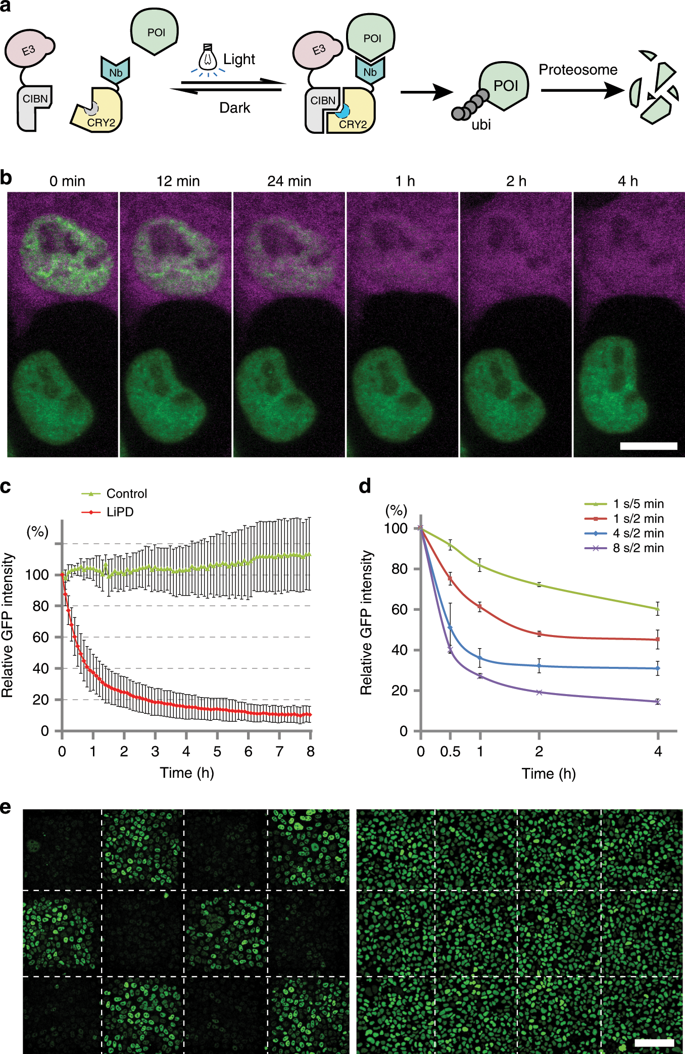Tunable light and drug induced depletion of target proteins | Nature  Communications