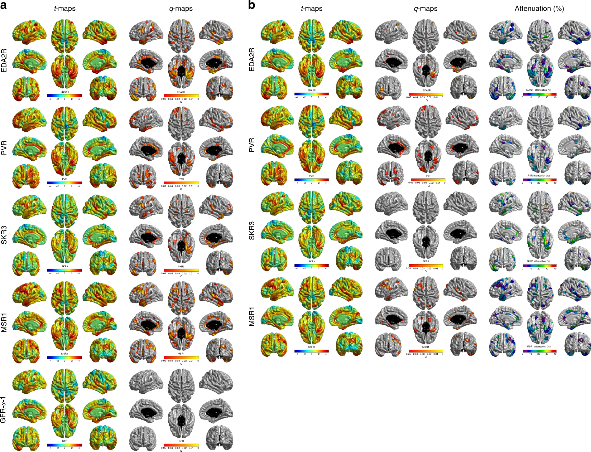 Fig. 5: Regional distribution of protein–cortical associations.