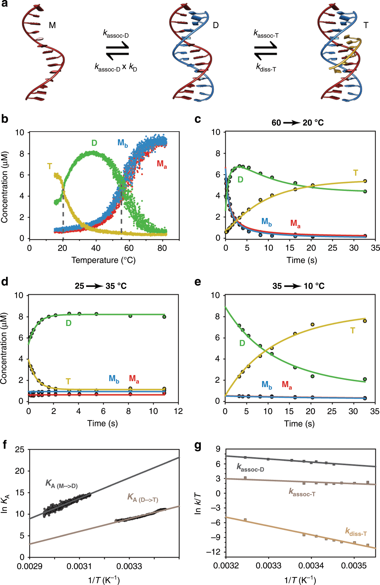 Fig. 4: Thermal denaturation and kinetics of folding and unfolding of a DNA triplex.