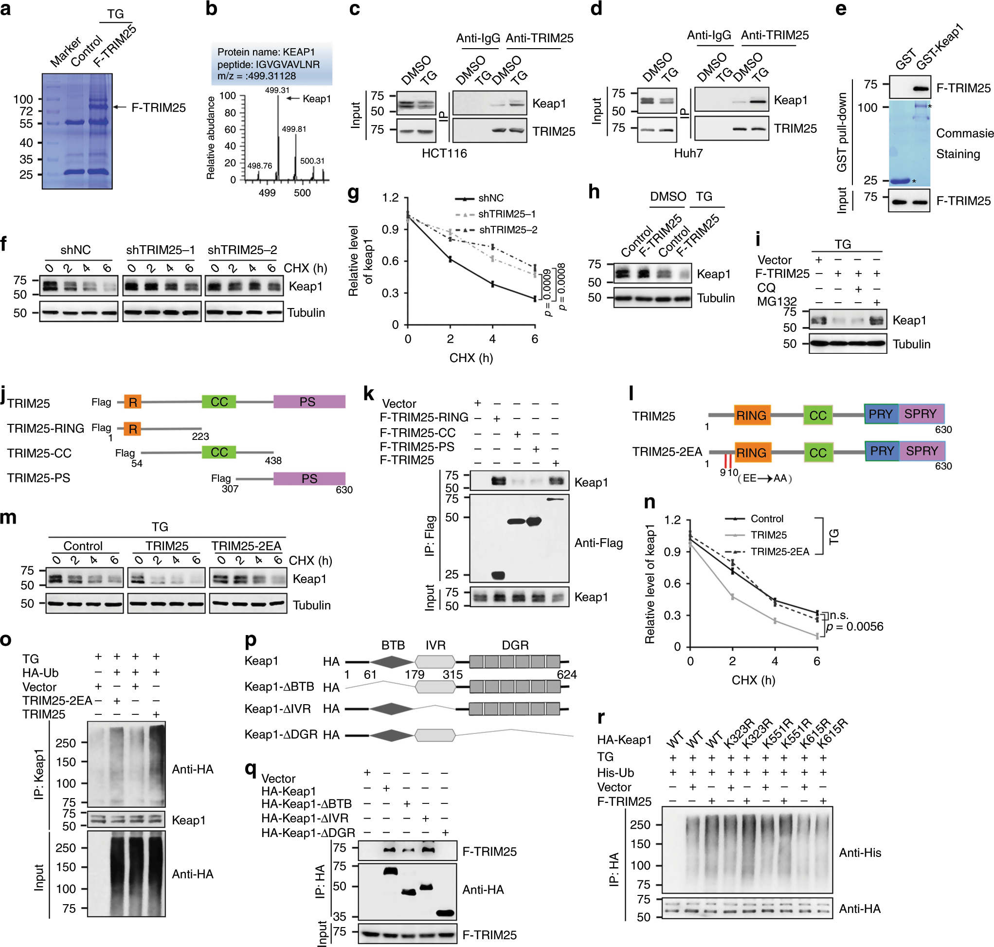 Fig. 3: TRIM25 interacts and ubiquitinates Keap1.