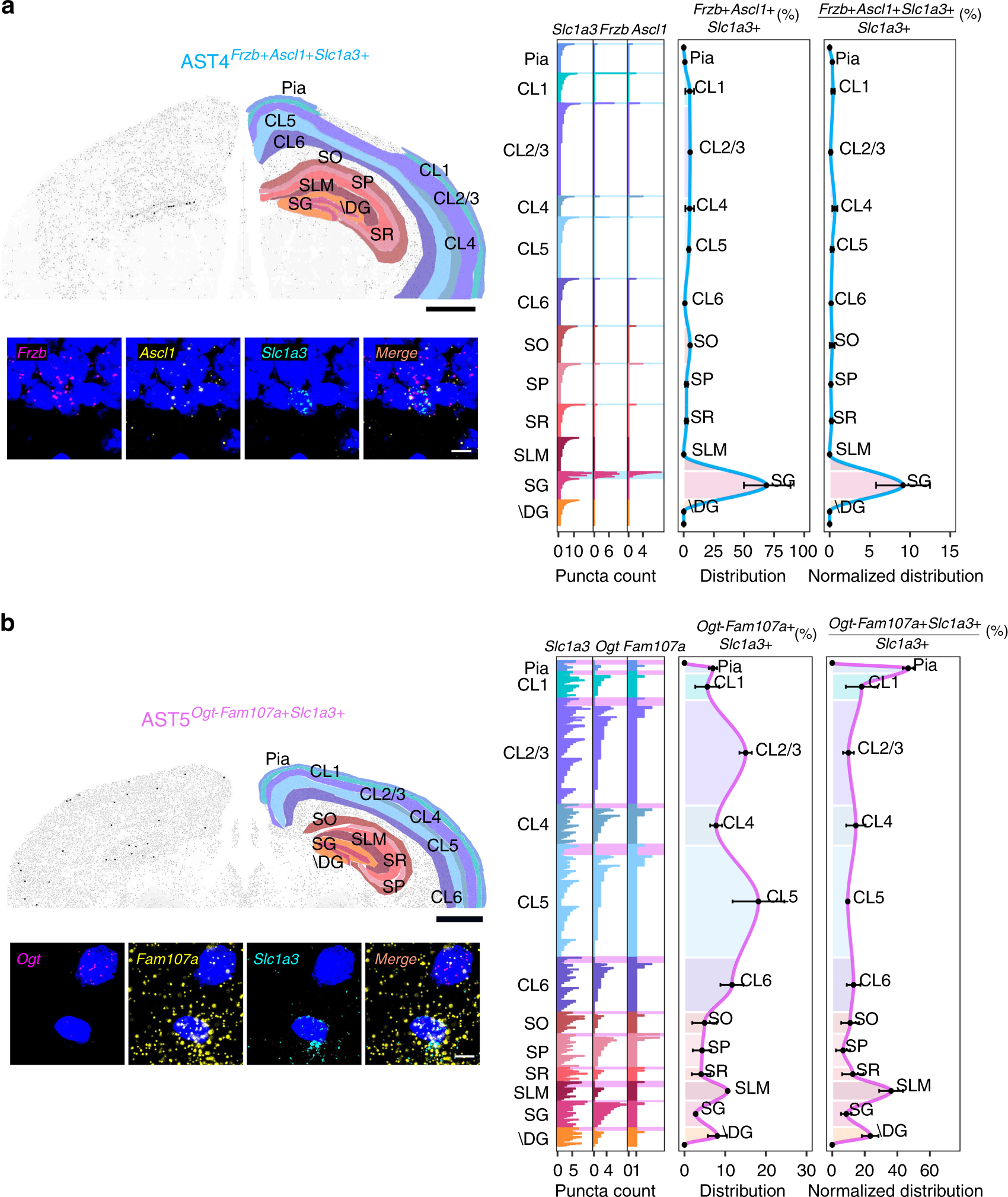 Fig. 4: Differential patterning of AST4 and AST5 in adult mouse brain.