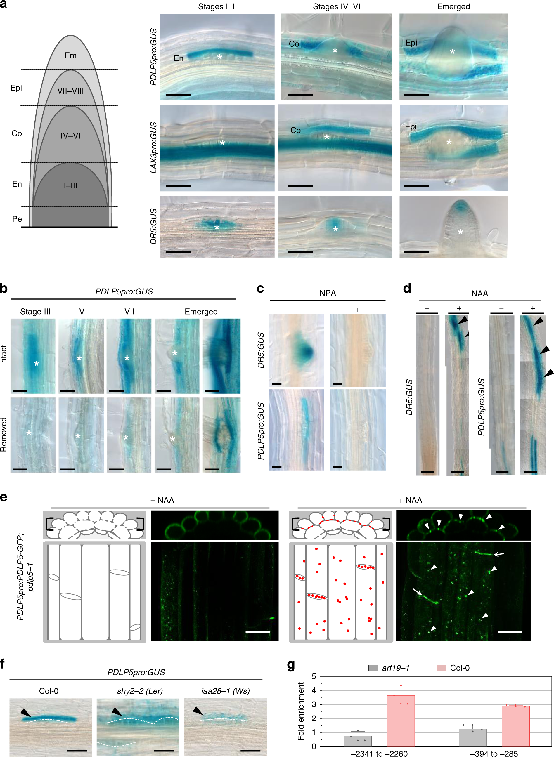 Auxin Dependent Control Of A Plasmodesmal Regulator Creates A Negative Feedback Loop Modulating Lateral Root Emergence Nature Communications Auxin Dependent Control Of A Plasmodesmal Regulator Creates A Negative Feedback Loop Modulating Lateral Root Emergence Nature Communications