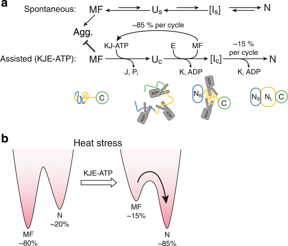 Fig. 9: Model of spontaneous and KJE-ATP assisted folding of FLuc.