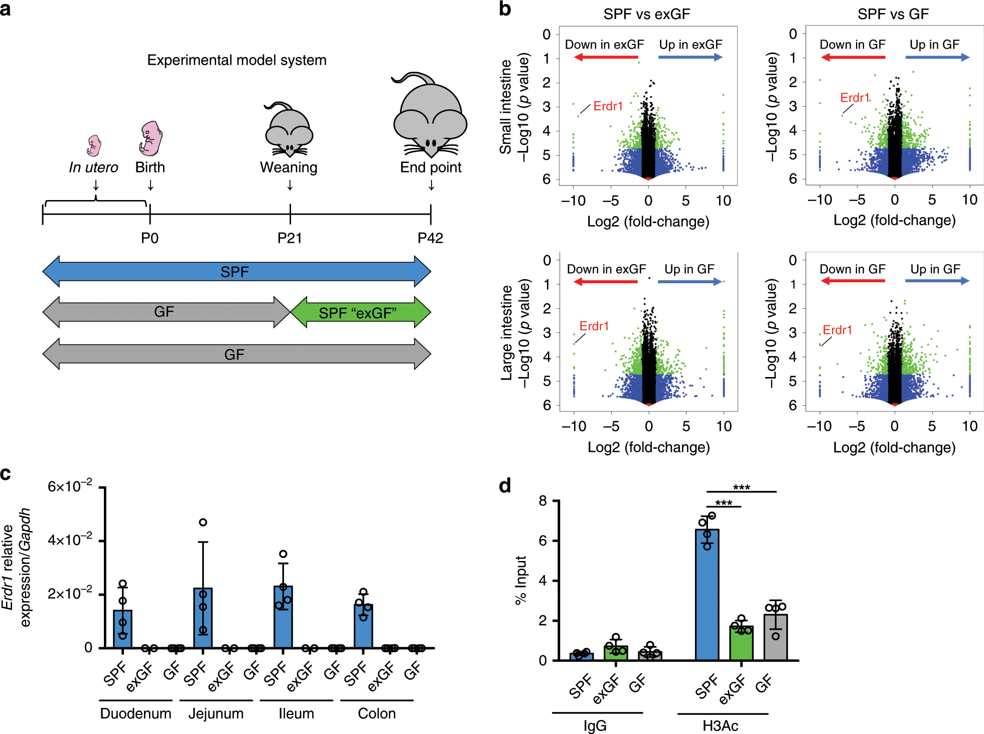 Fig. 1: Early-life microbiota regulates Erdr1 expression.