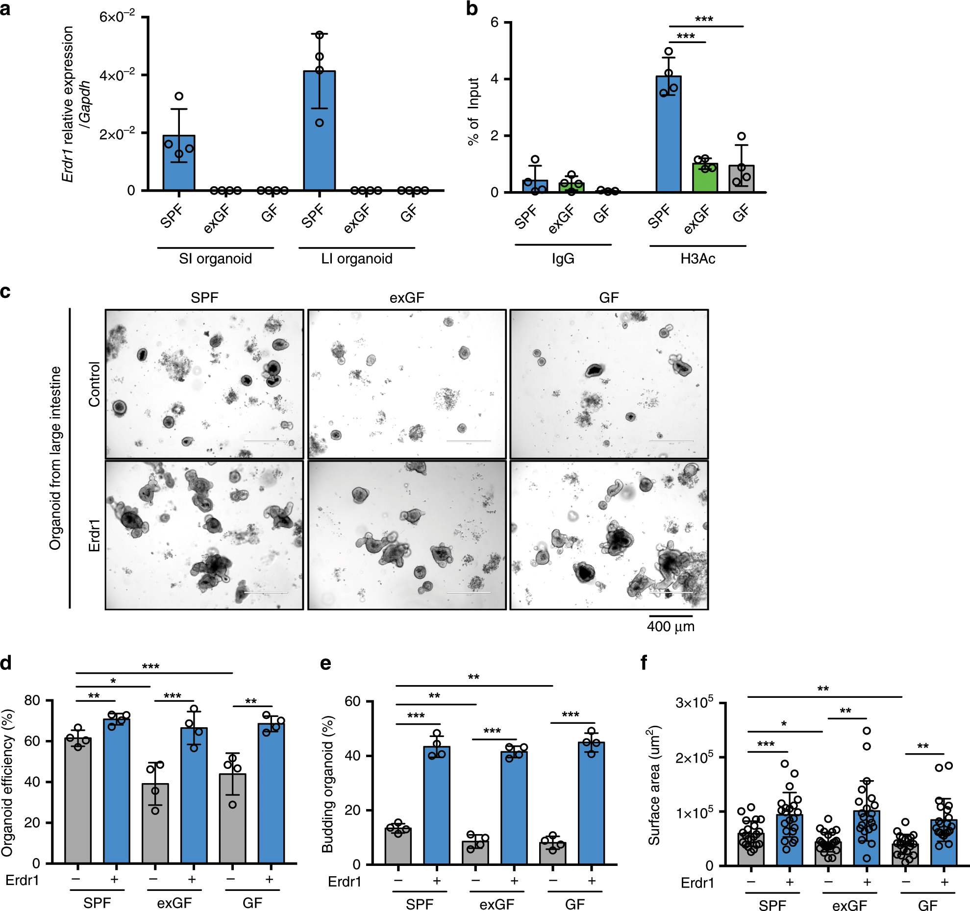 Fig. 3: Erdr1 increases growth of intestinal organoids.