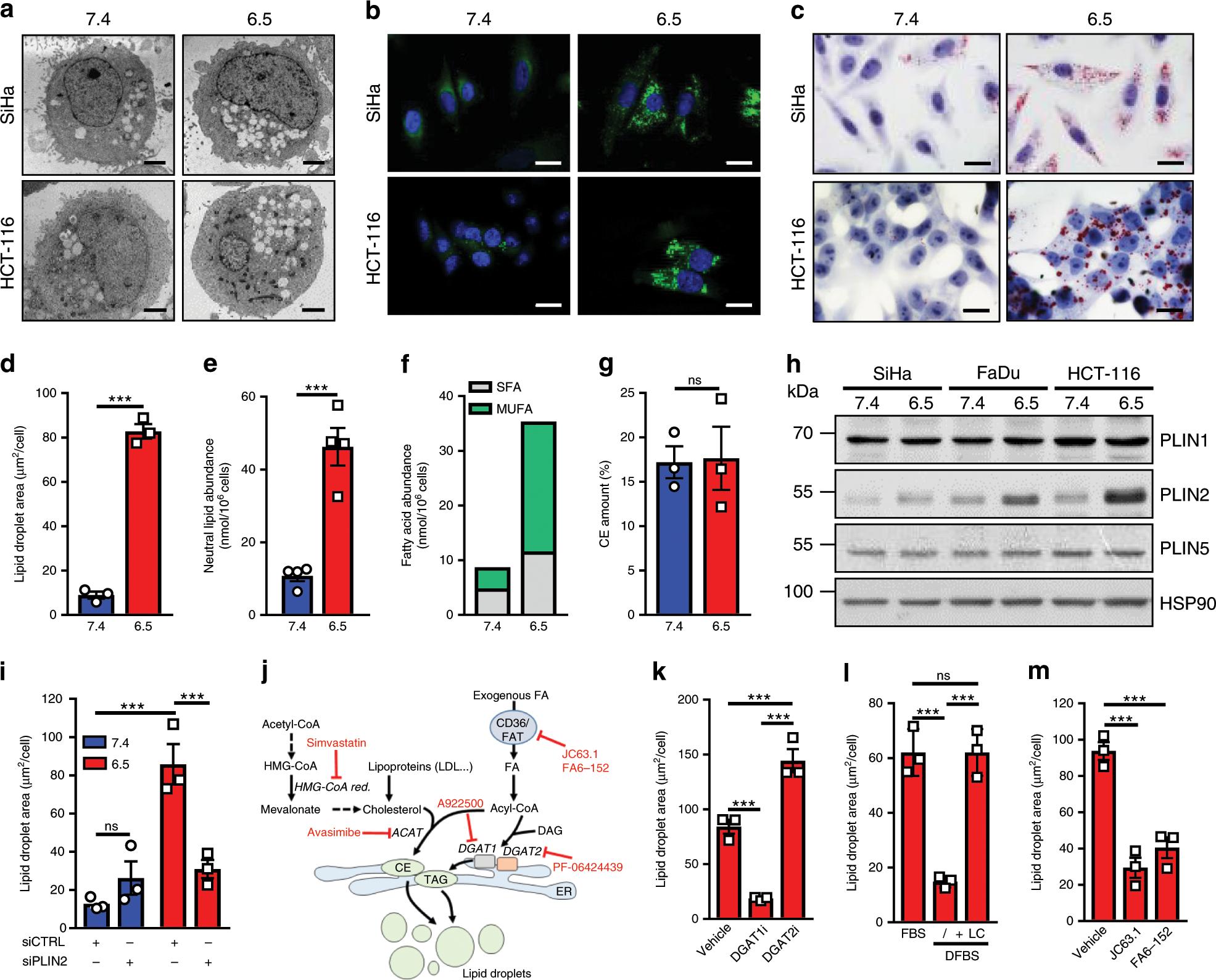 TGFβ2-induced formation of lipid droplets supports acidosis-driven EMT and  the metastatic spreading of cancer cells | Nature Communications
