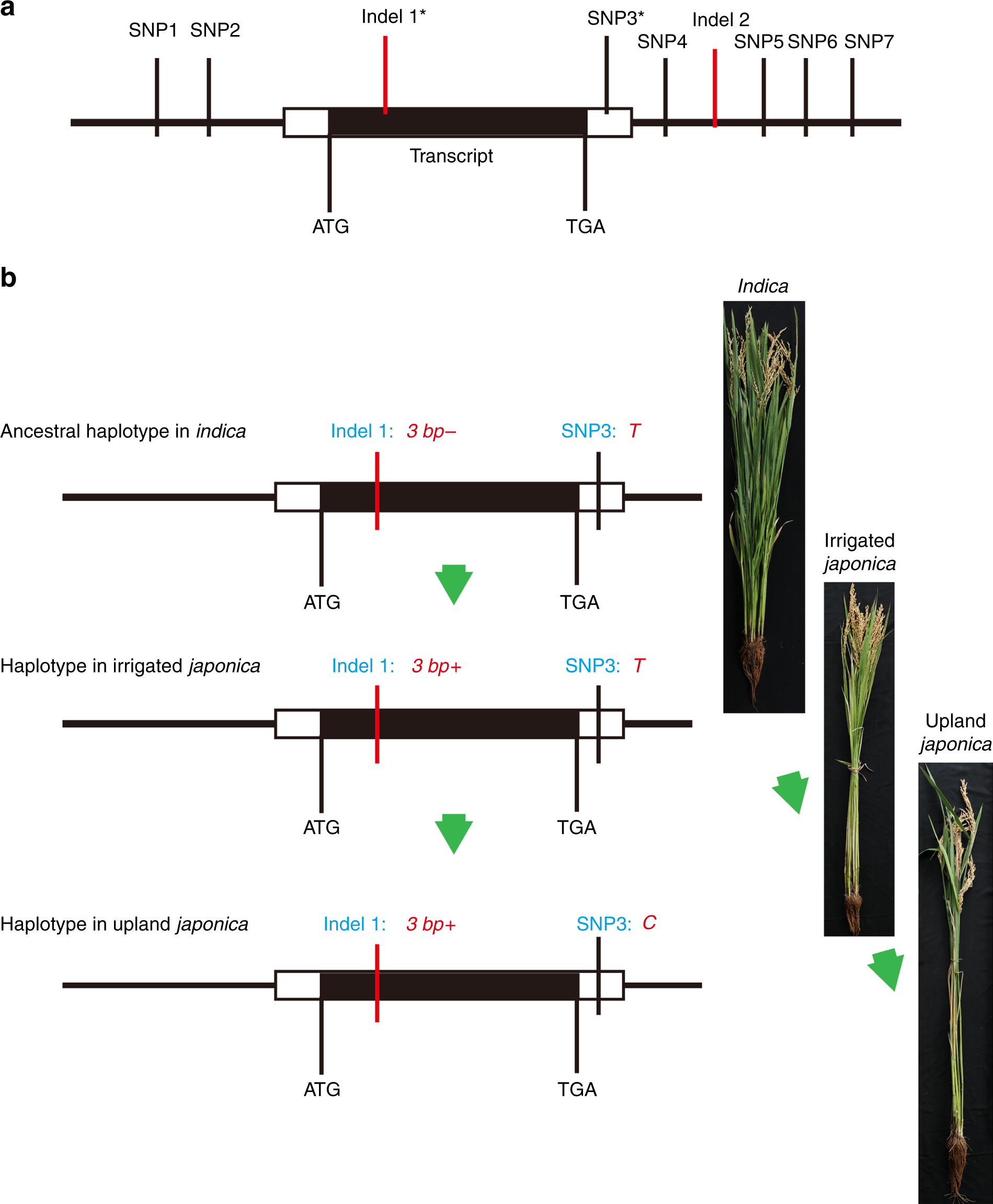 Fig. 2: Variants and haplotypes of OsTb2.