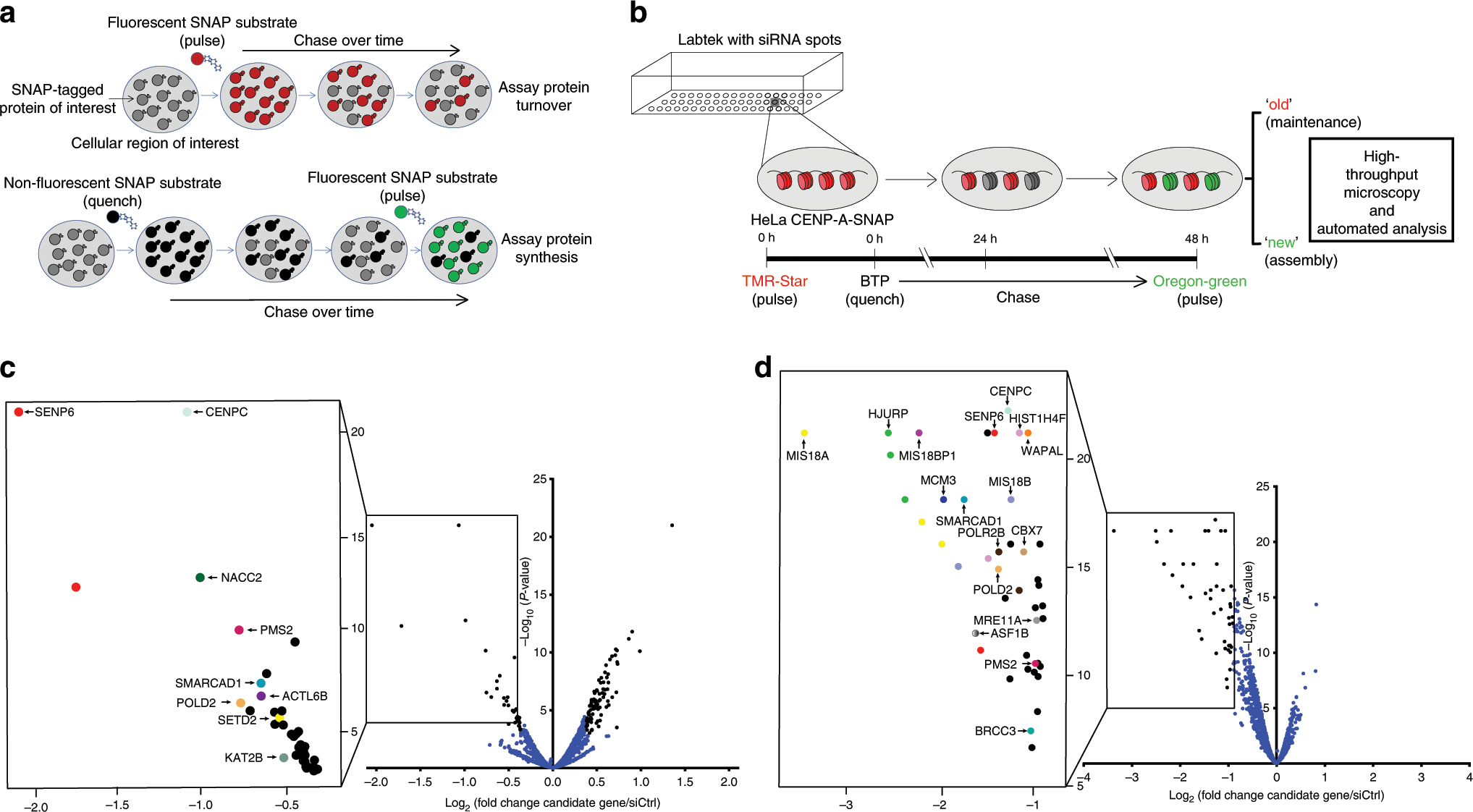 Frontiers  SUMO control of centromere homeostasis