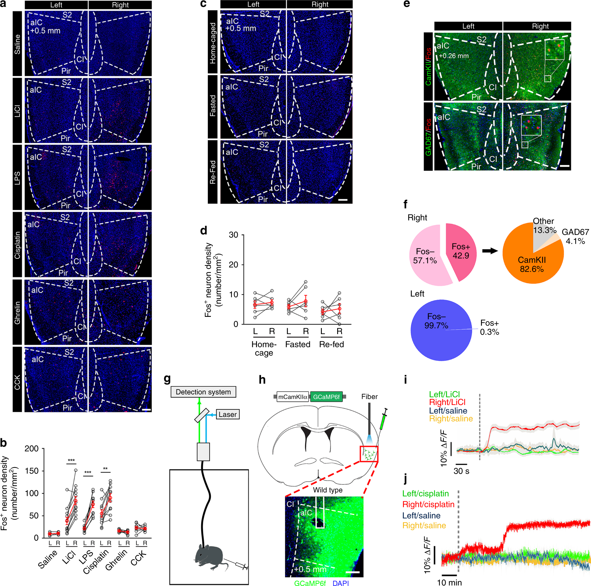 The Anterior Insular Cortex Unilaterally Controls Feeding In Response To Aversive Visceral Stimuli In Mice Nature Communications The Anterior Insular Cortex Unilaterally Controls Feeding In Response To Aversive Visceral Stimuli In Mice Nature Communications