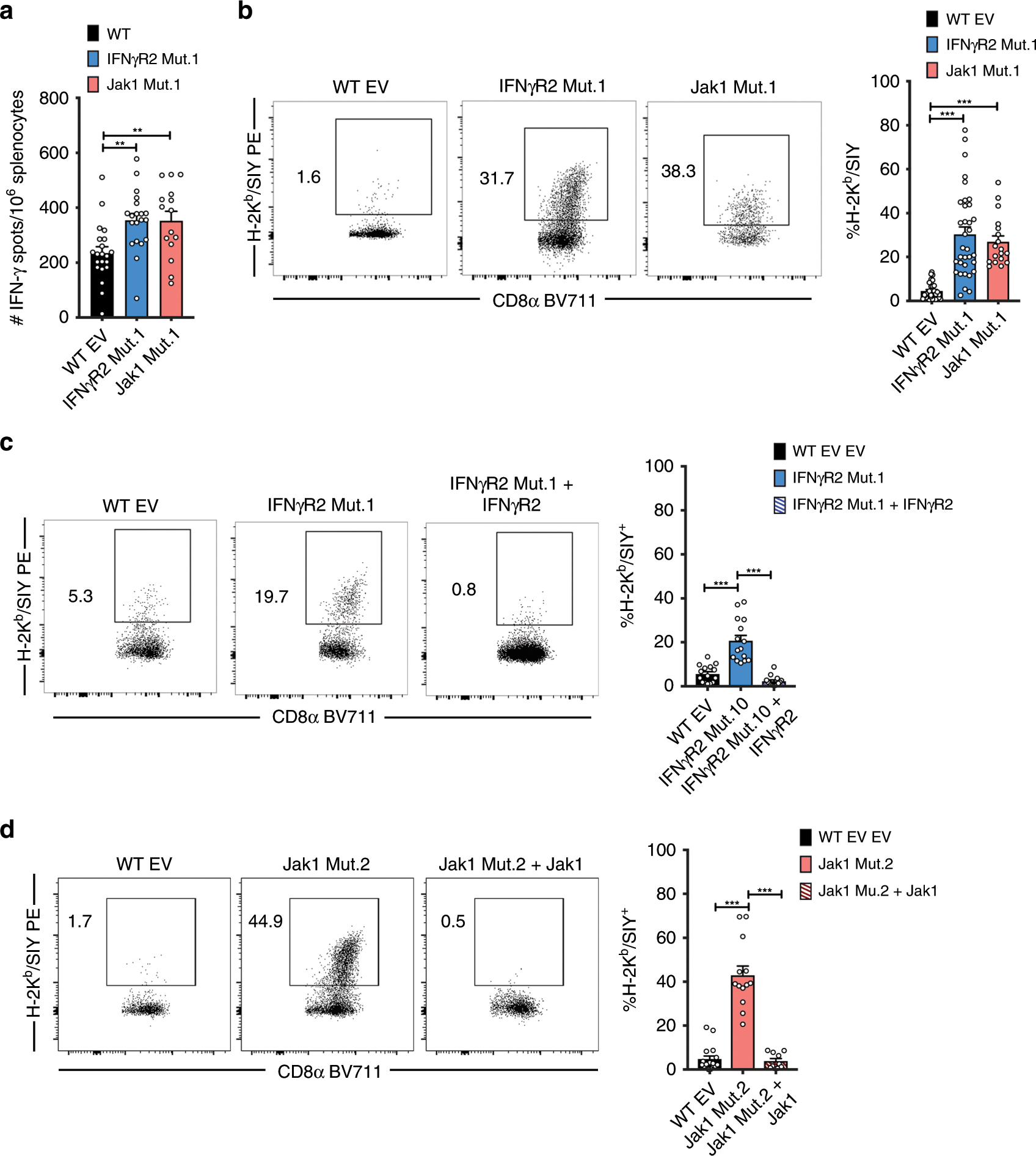 Fig. 4: The antitumor CD8+ T cell response is augmented against IFN-γ-insensitive tumors.