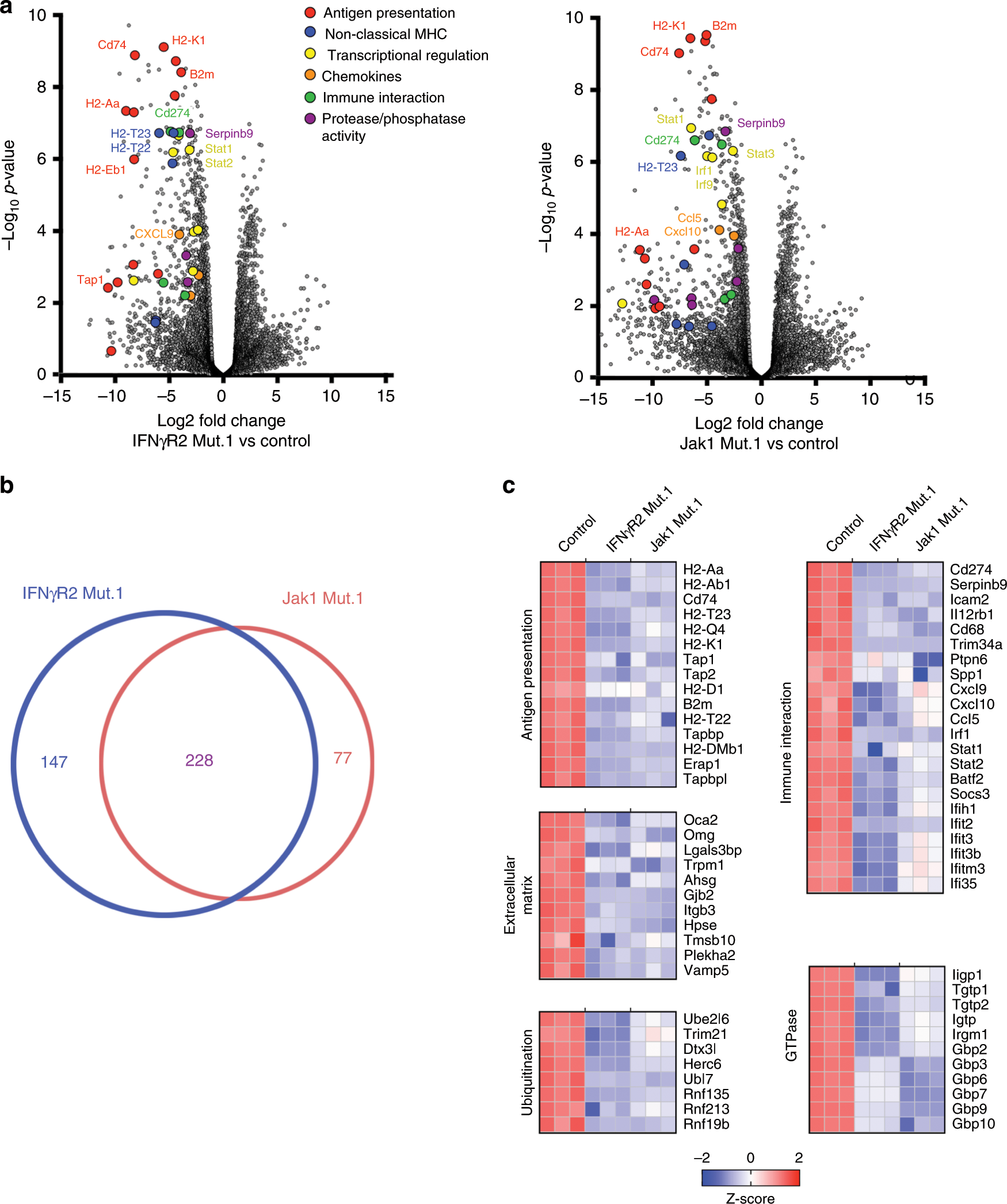 Fig. 5: A complex genetic program is induced by IFN-γ signaling in tumor cells that includes PD-L1.