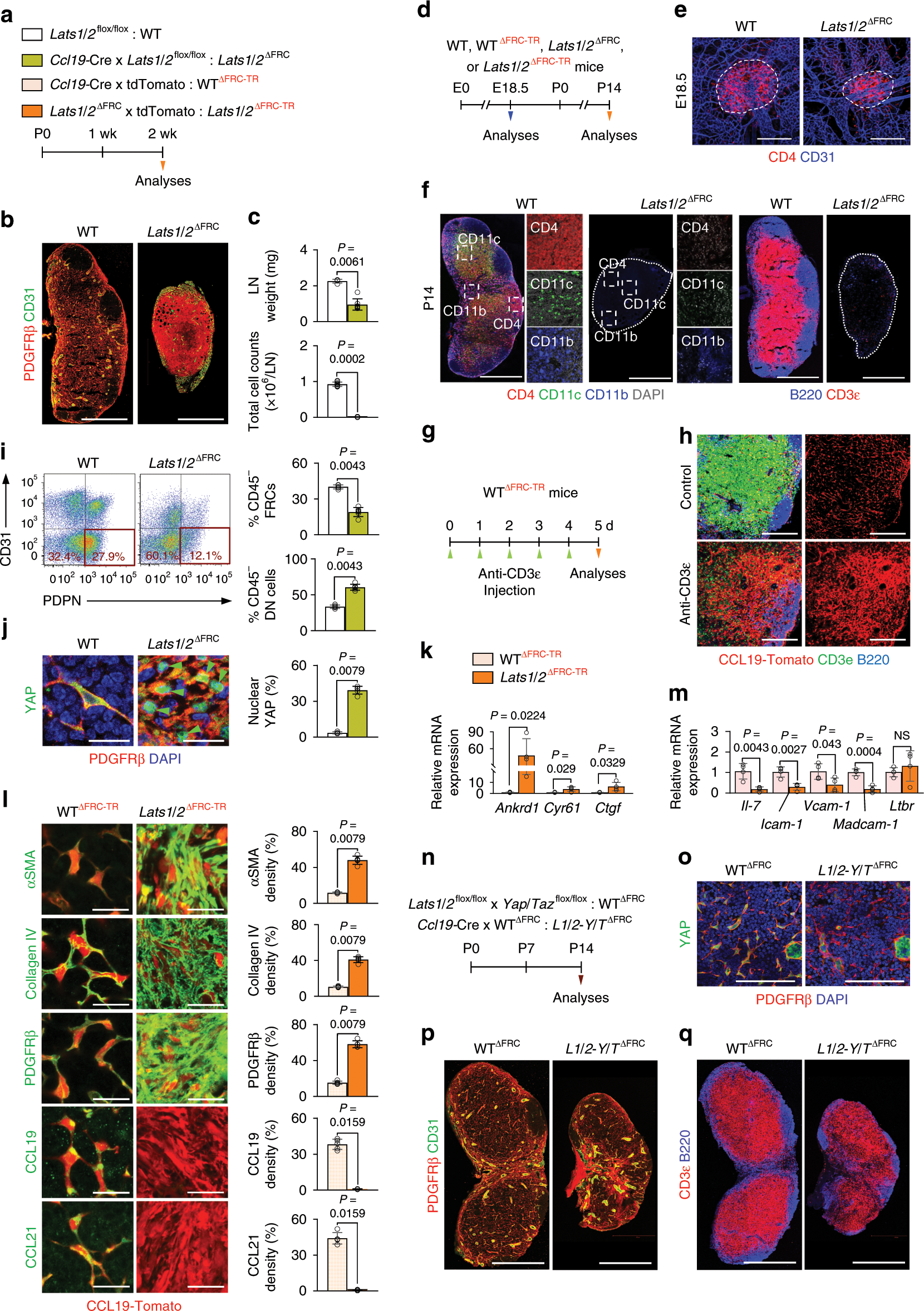 Fig. 2: YAP/TAZ hyperactivation impairs differentiation and maturation of FRCs.